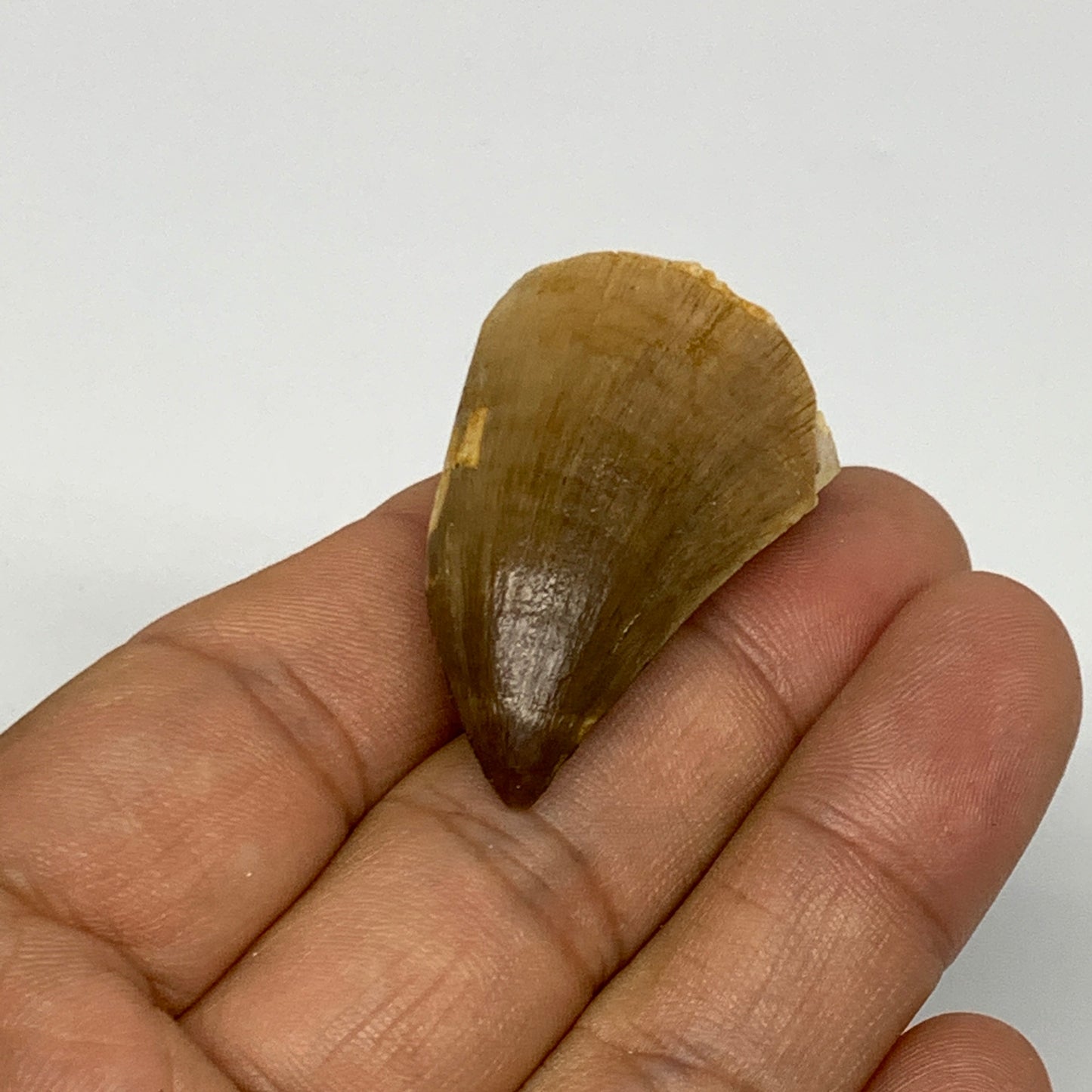 14.3g, 1.5"X1"x0.8" Fossil Mosasaur Tooth reptiles, Cretaceous @Morocco, B23764