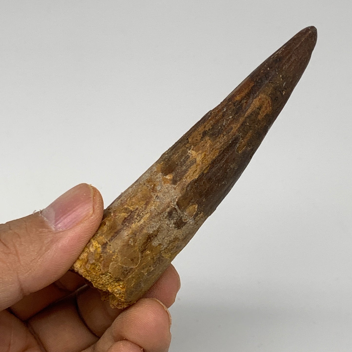 55.9g, 3.7"X1"x 0.9", Rare Natural Fossils Spinosaurus Tooth from Morocco, F3223