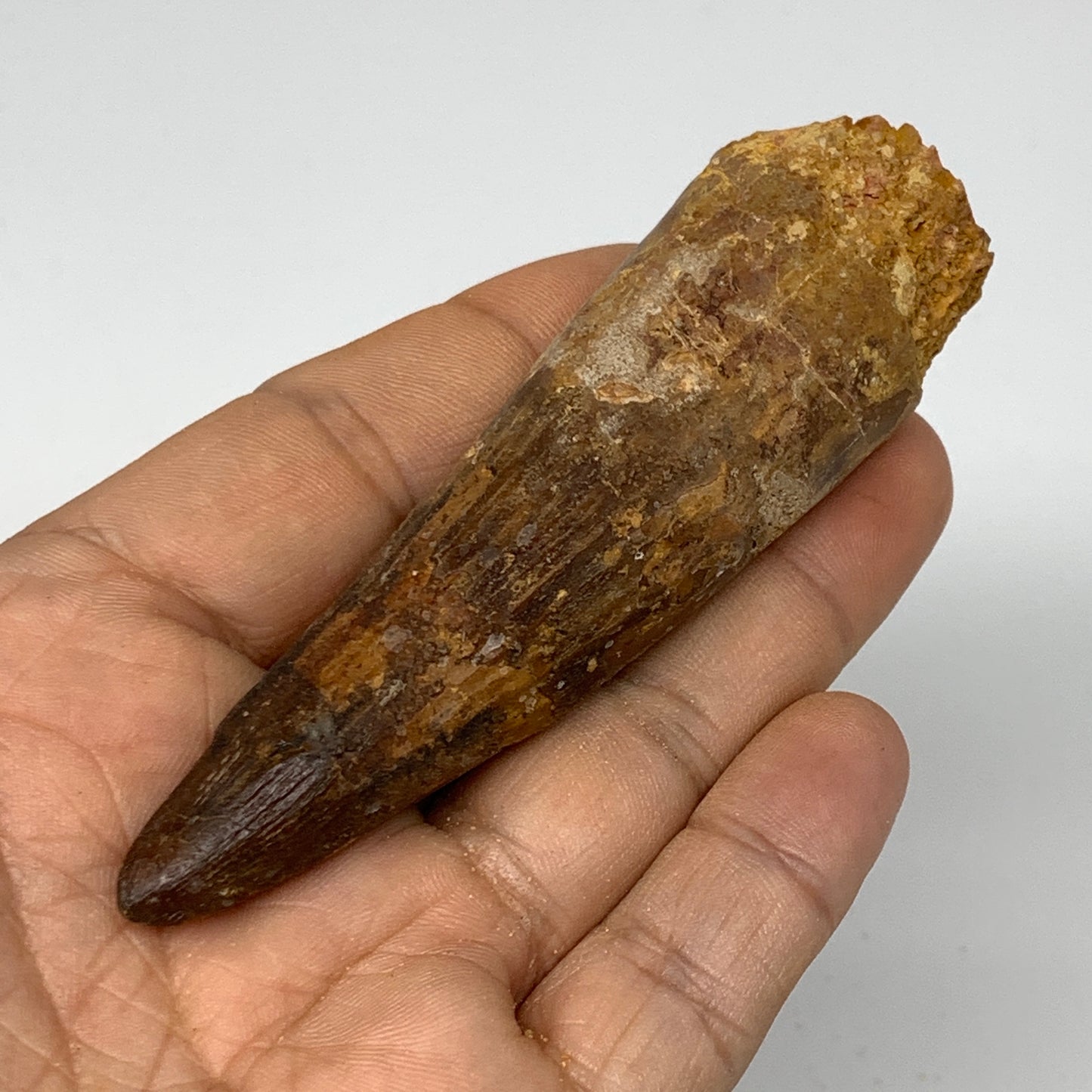 55.9g, 3.7"X1"x 0.9", Rare Natural Fossils Spinosaurus Tooth from Morocco, F3223