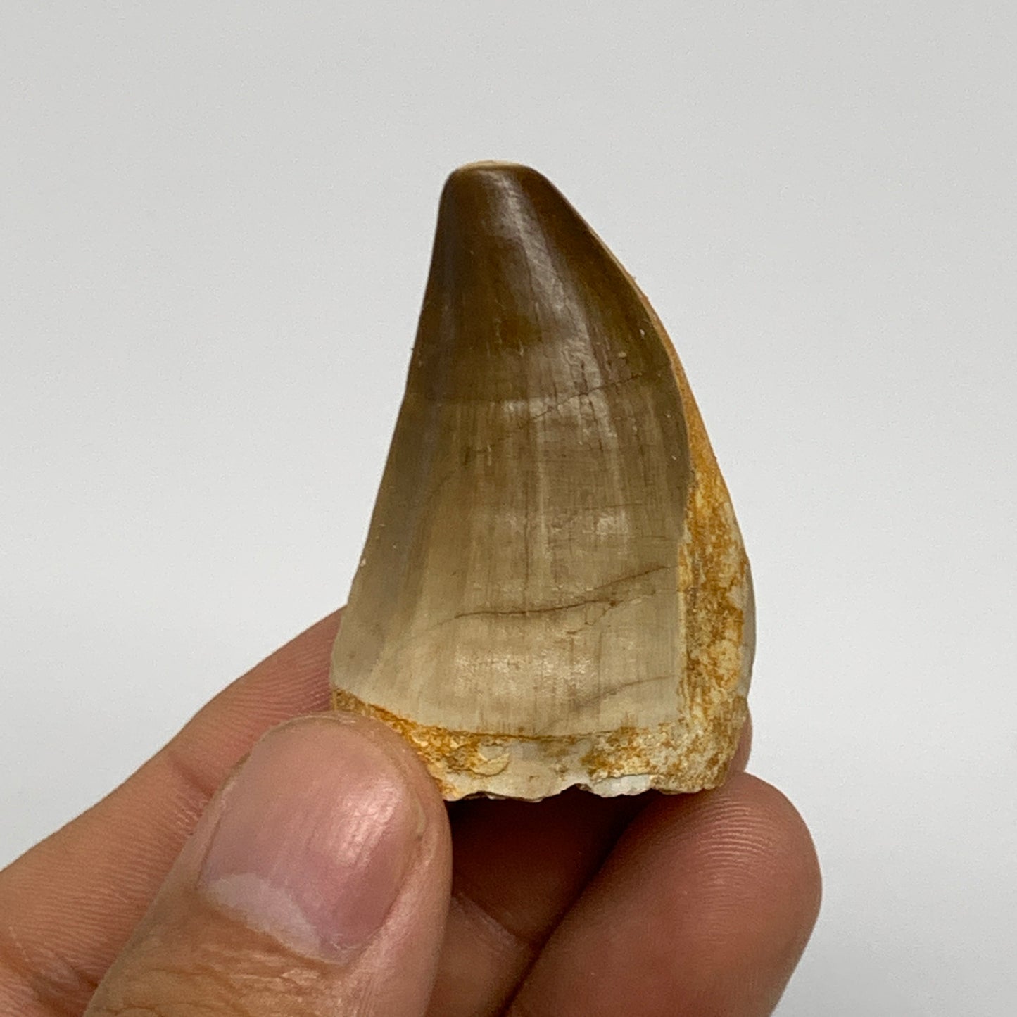 24.6g,1.8"X1.1"x0.9" Fossil Mosasaur Tooth reptiles, Cretaceous @Morocco, B23769