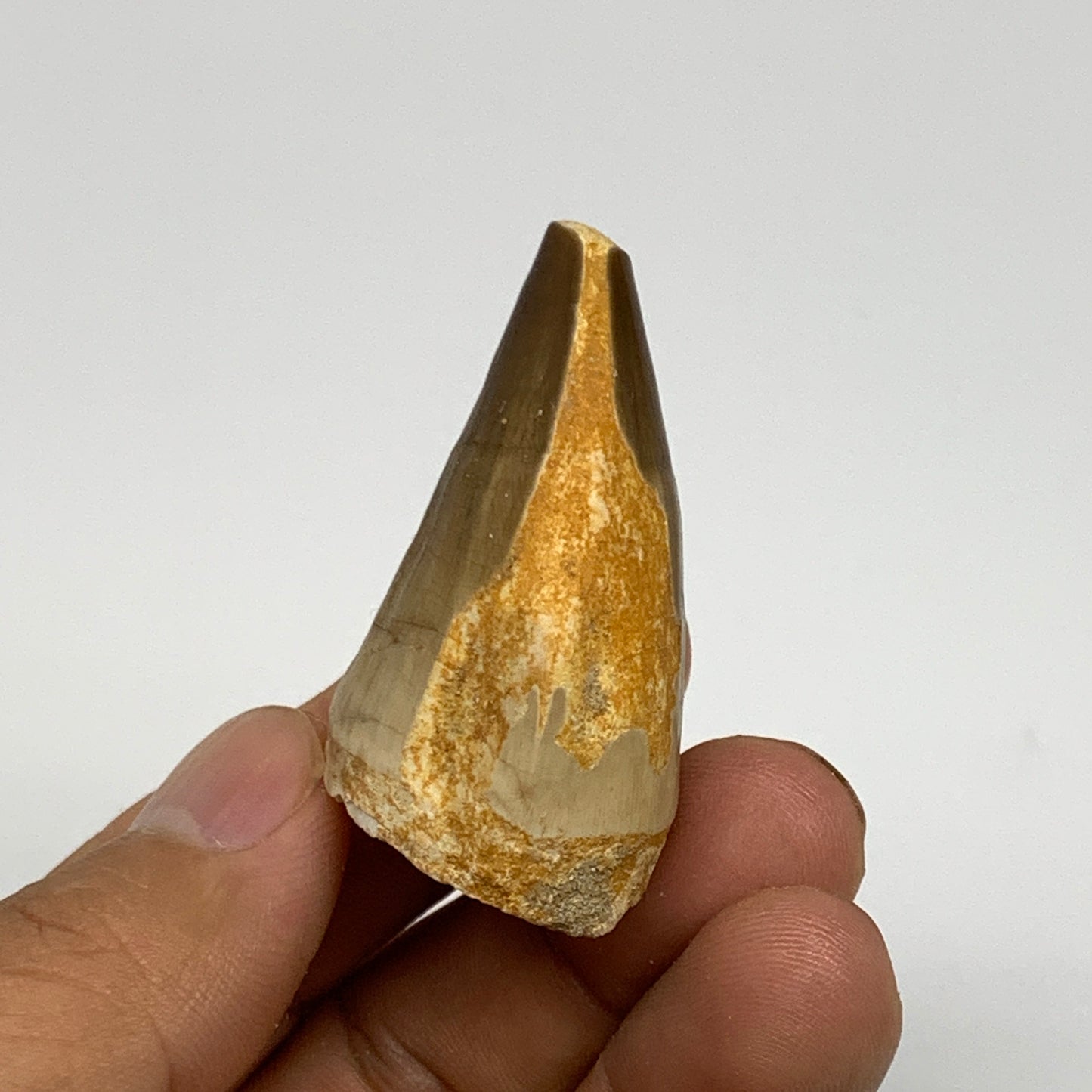 24.6g,1.8"X1.1"x0.9" Fossil Mosasaur Tooth reptiles, Cretaceous @Morocco, B23769