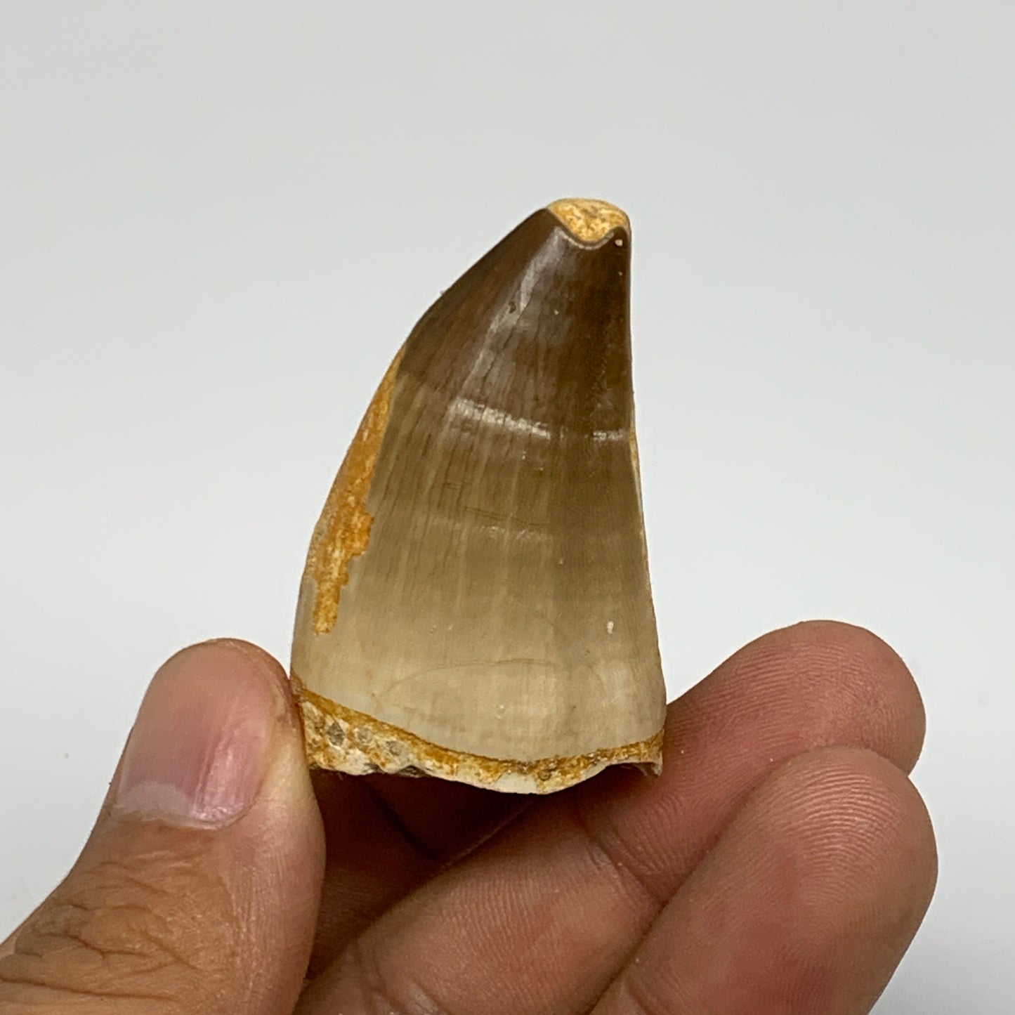 24.6g,1.8"X1.1"x0.9" Fossil Mosasaur Tooth reptiles, Cretaceous @Morocco, B23769