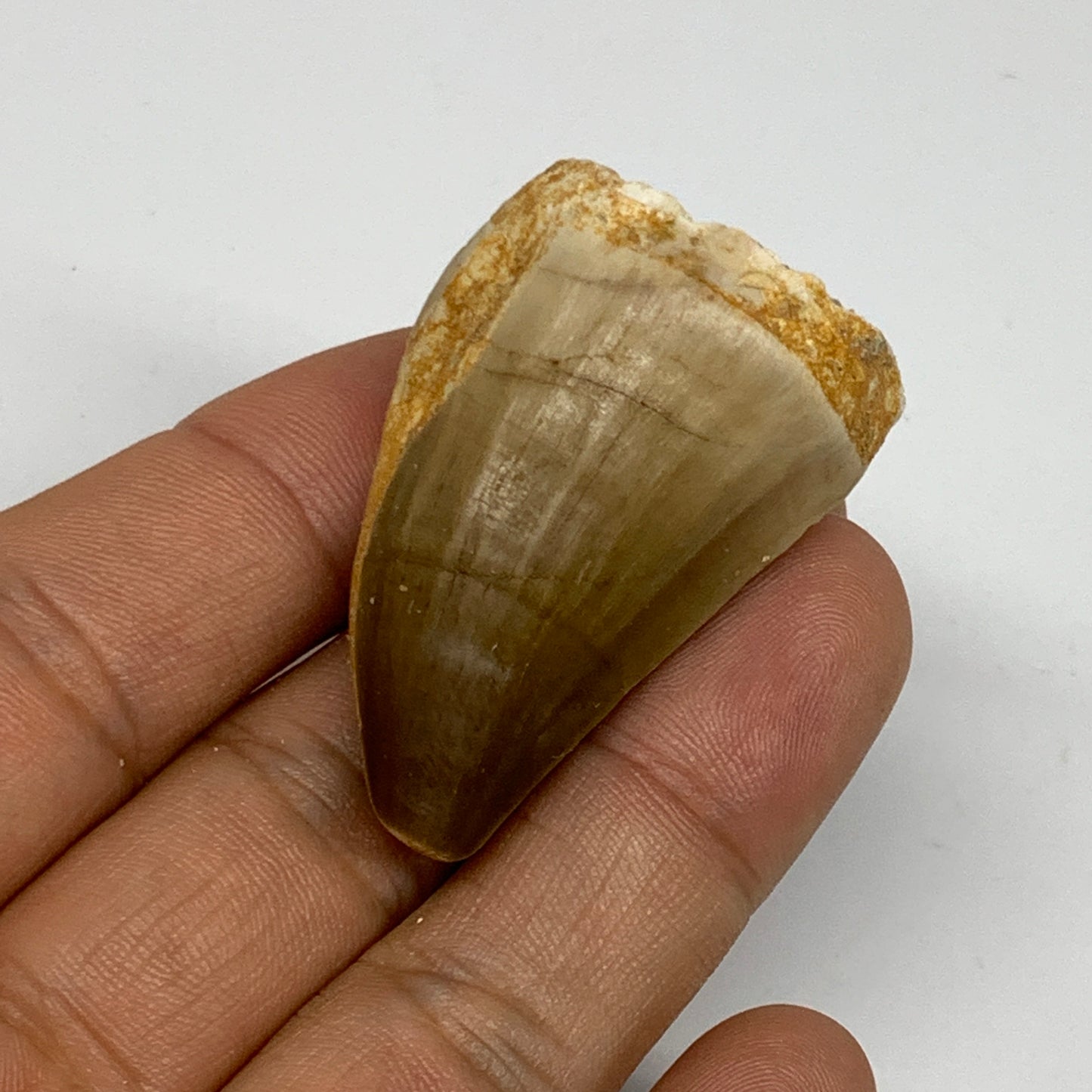 24.6g,1.8"X1.1"x0.9" Fossil Mosasaur Tooth reptiles, Cretaceous @Morocco, B23769