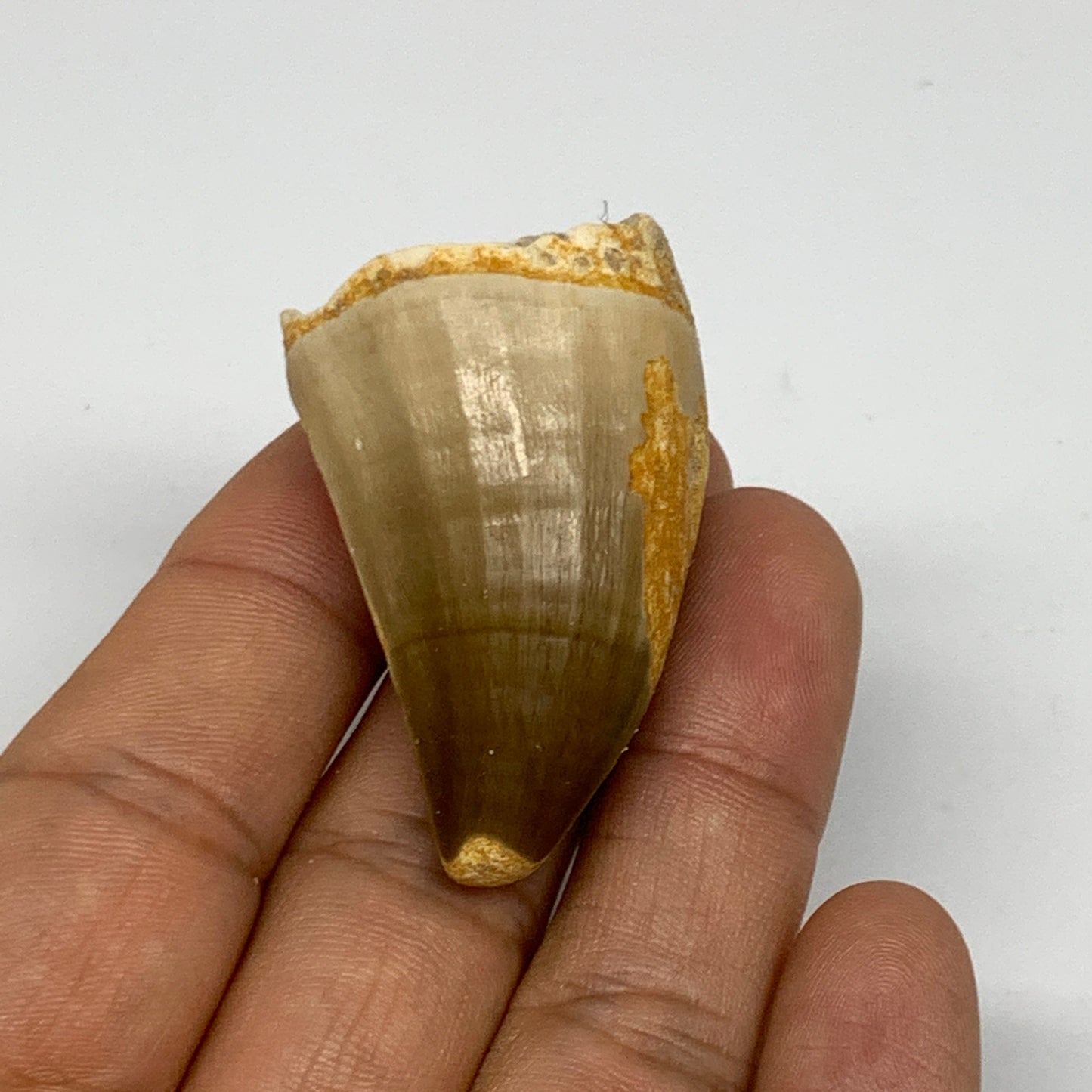 24.6g,1.8"X1.1"x0.9" Fossil Mosasaur Tooth reptiles, Cretaceous @Morocco, B23769
