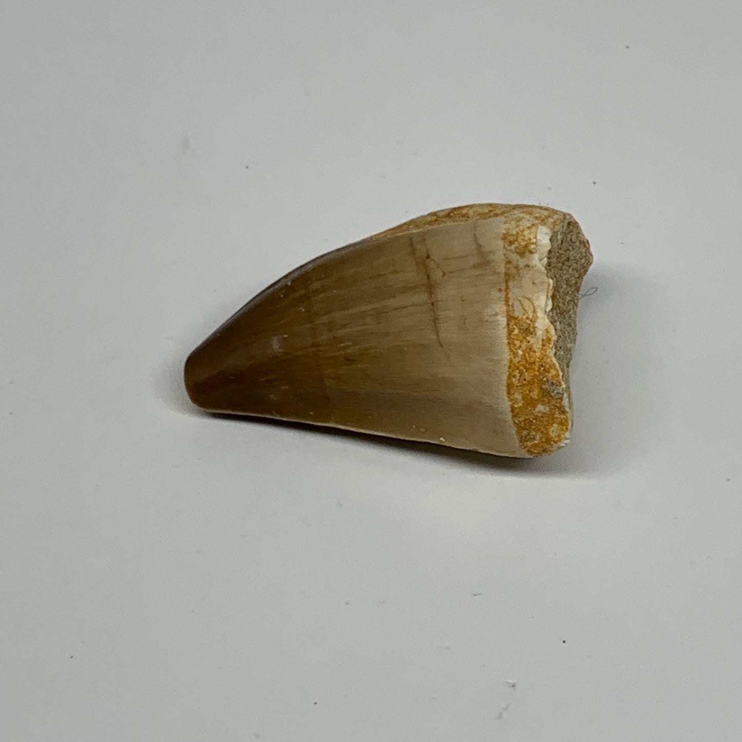 24.6g,1.8"X1.1"x0.9" Fossil Mosasaur Tooth reptiles, Cretaceous @Morocco, B23769