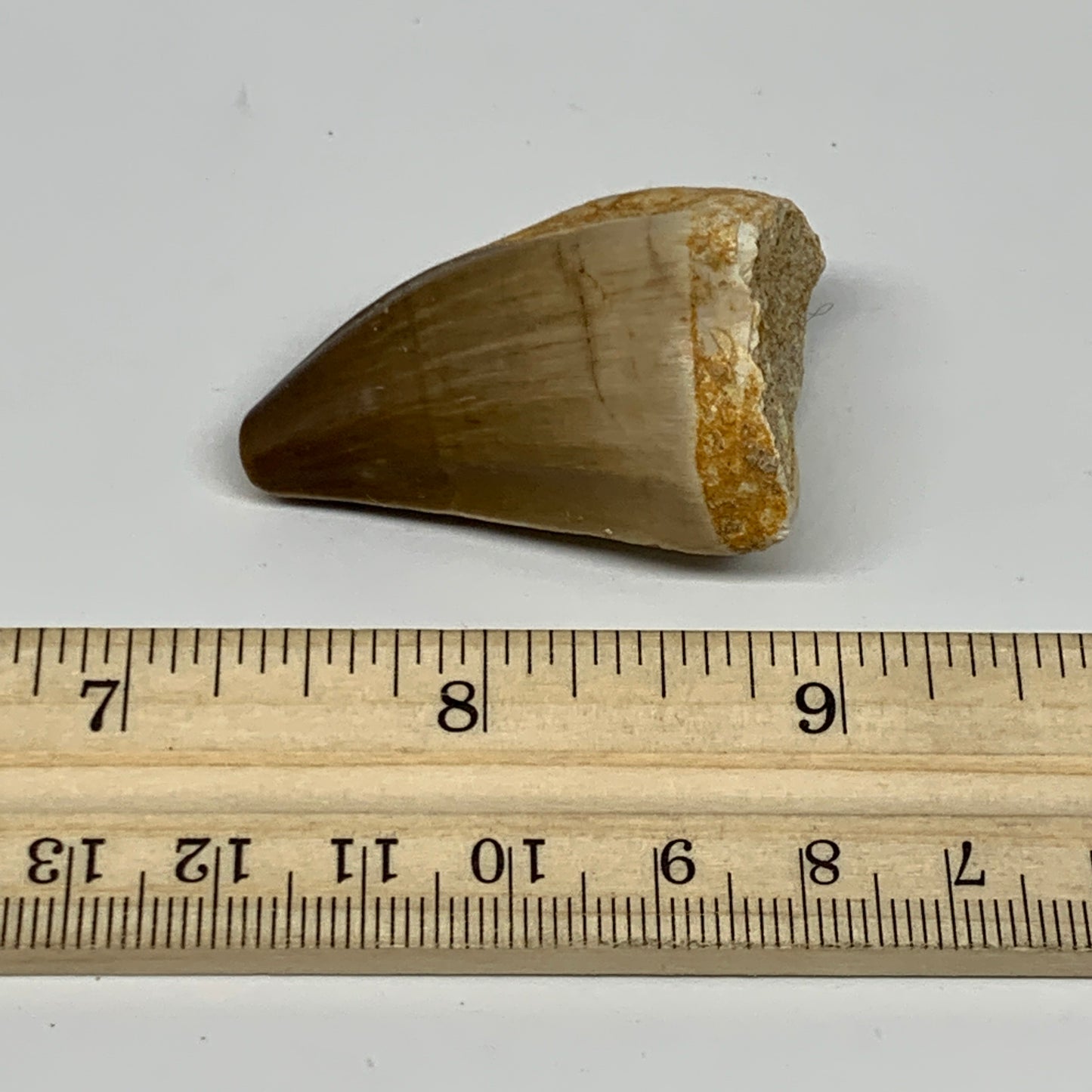 24.6g,1.8"X1.1"x0.9" Fossil Mosasaur Tooth reptiles, Cretaceous @Morocco, B23769