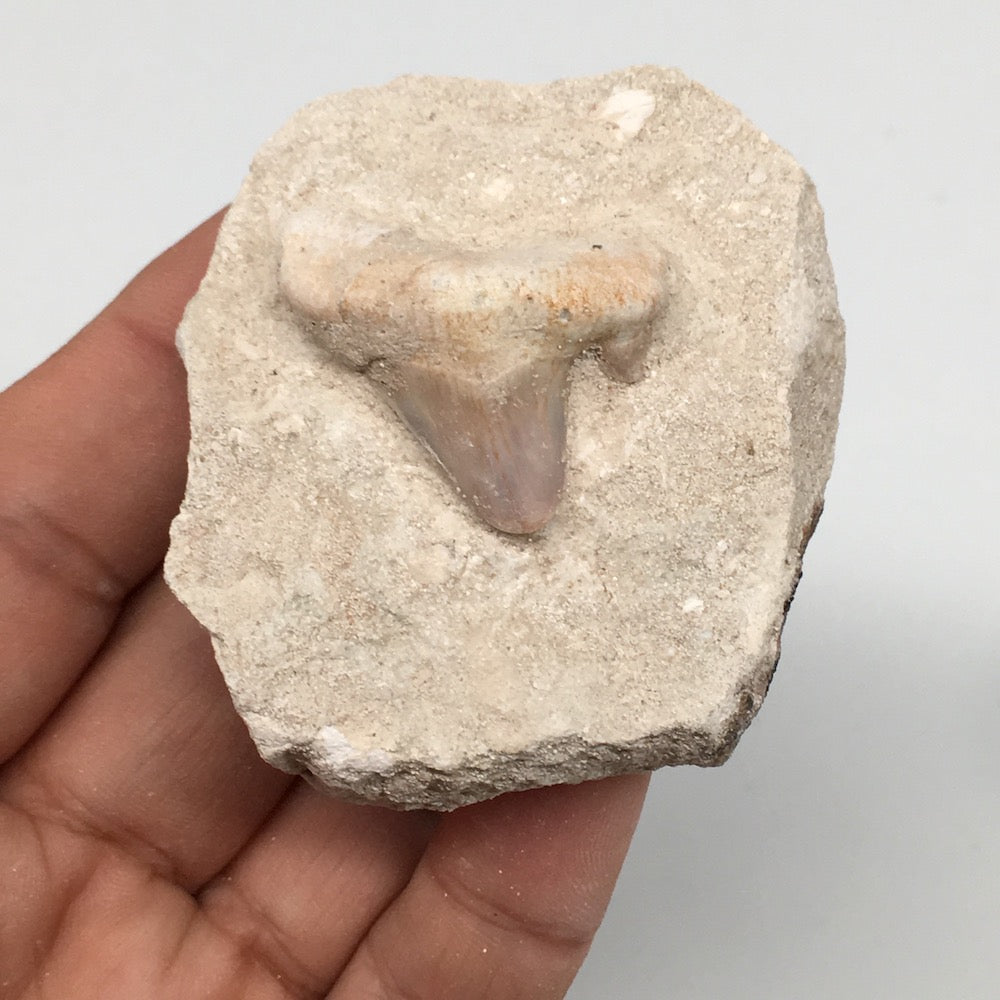 82.4g,2.4"X2"x1.2"Otodus Fossil Shark Tooth Mounted on Matrix @Morocco,MF1997