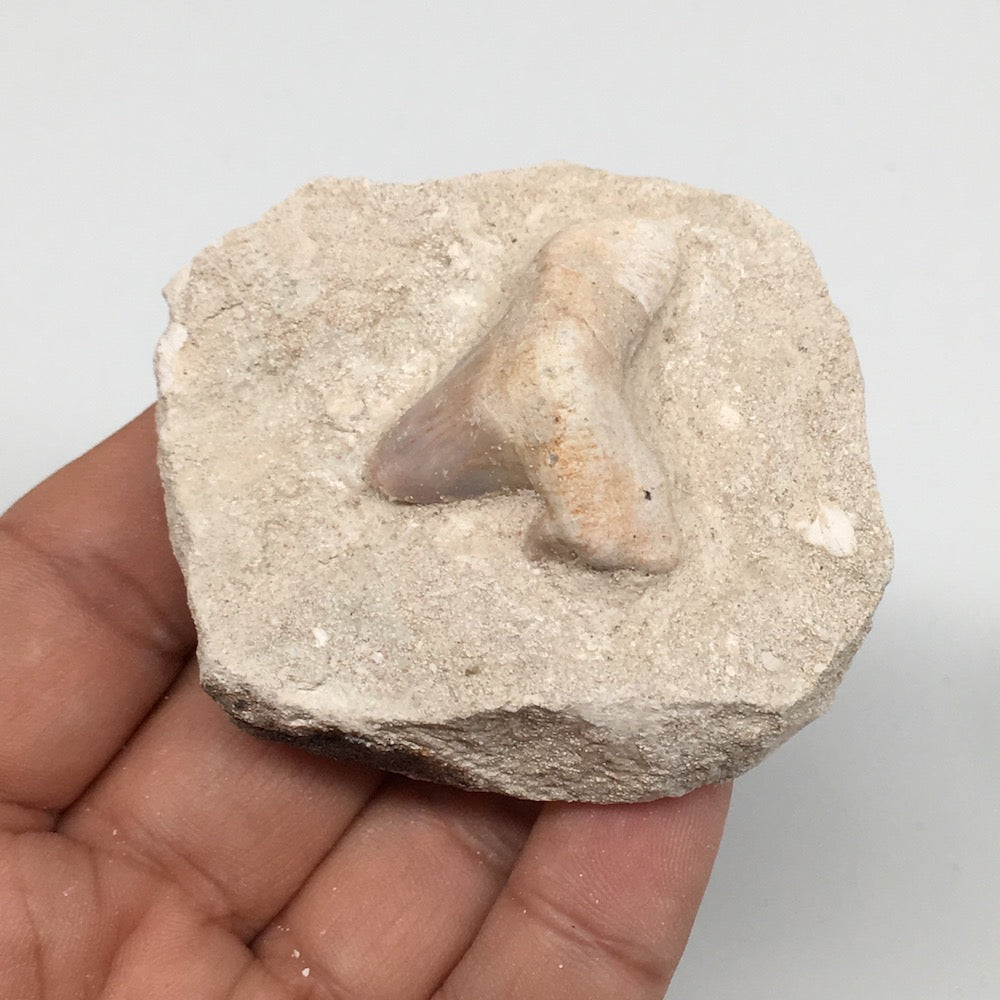 82.4g,2.4"X2"x1.2"Otodus Fossil Shark Tooth Mounted on Matrix @Morocco,MF1997