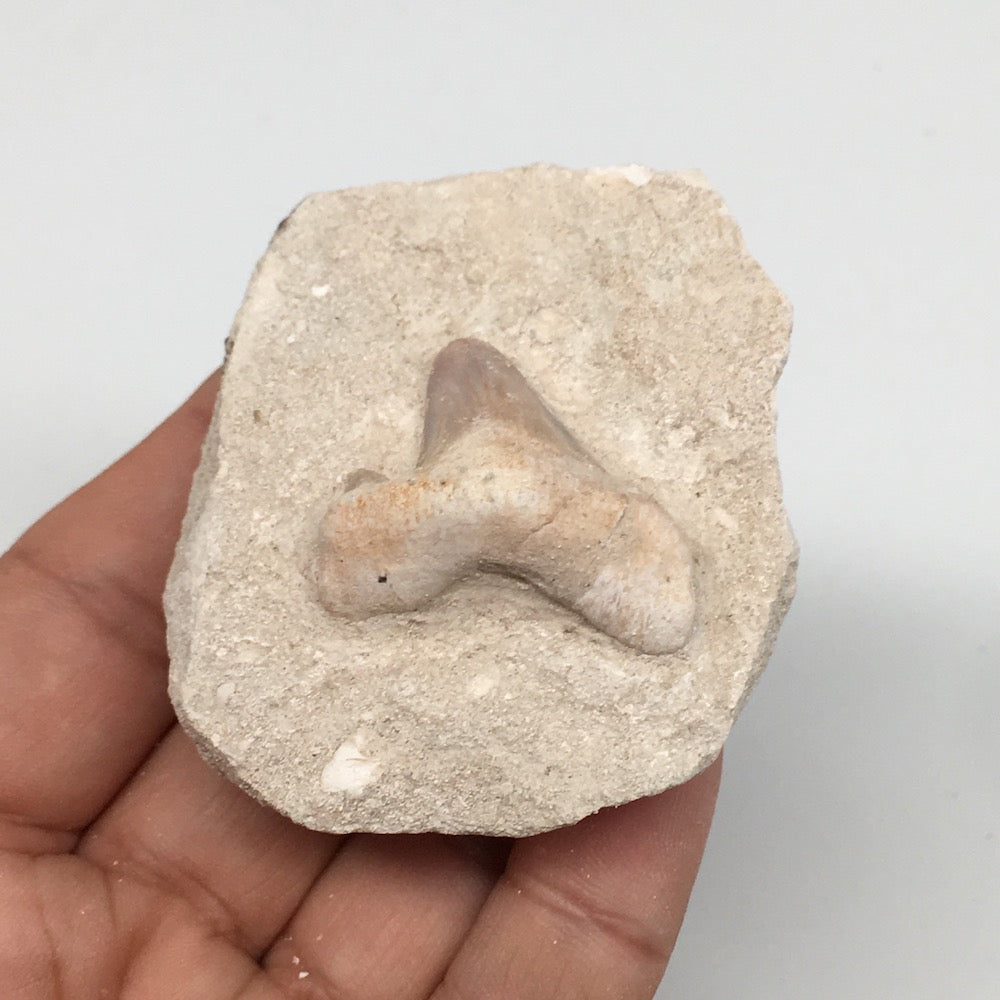 82.4g,2.4"X2"x1.2"Otodus Fossil Shark Tooth Mounted on Matrix @Morocco,MF1997