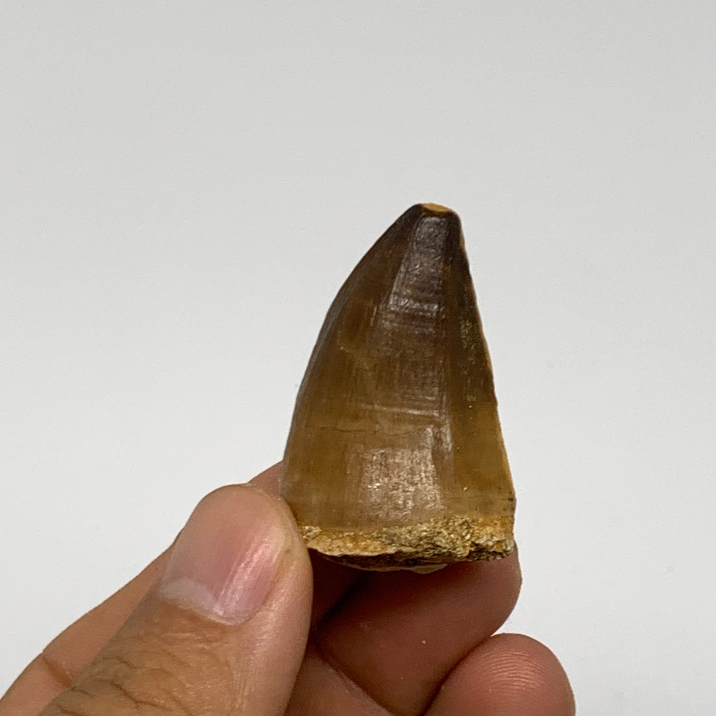 16.8g,1.5"X1"x0.8" Fossil Mosasaur Tooth reptiles, Cretaceous @Morocco, B23770