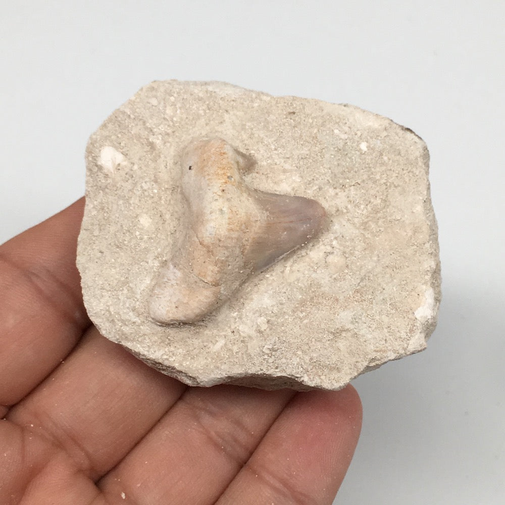 82.4g,2.4"X2"x1.2"Otodus Fossil Shark Tooth Mounted on Matrix @Morocco,MF1997