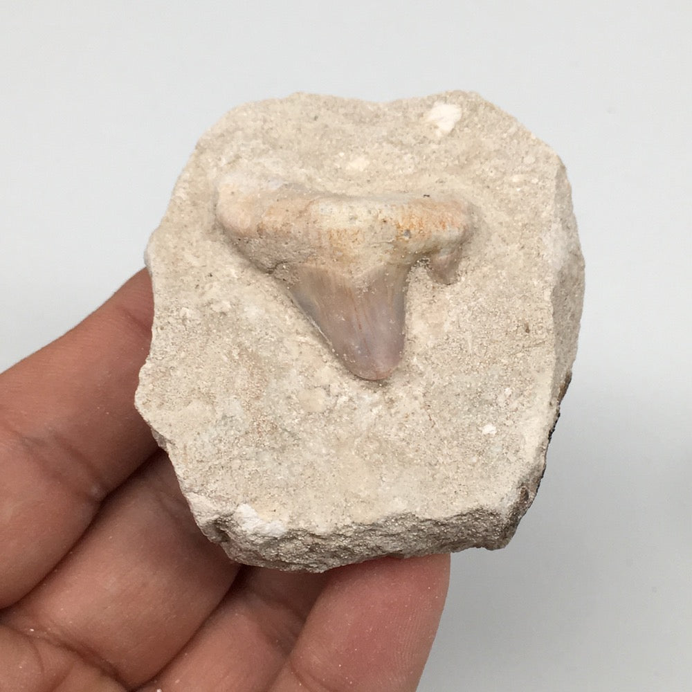 82.4g,2.4"X2"x1.2"Otodus Fossil Shark Tooth Mounted on Matrix @Morocco,MF1997