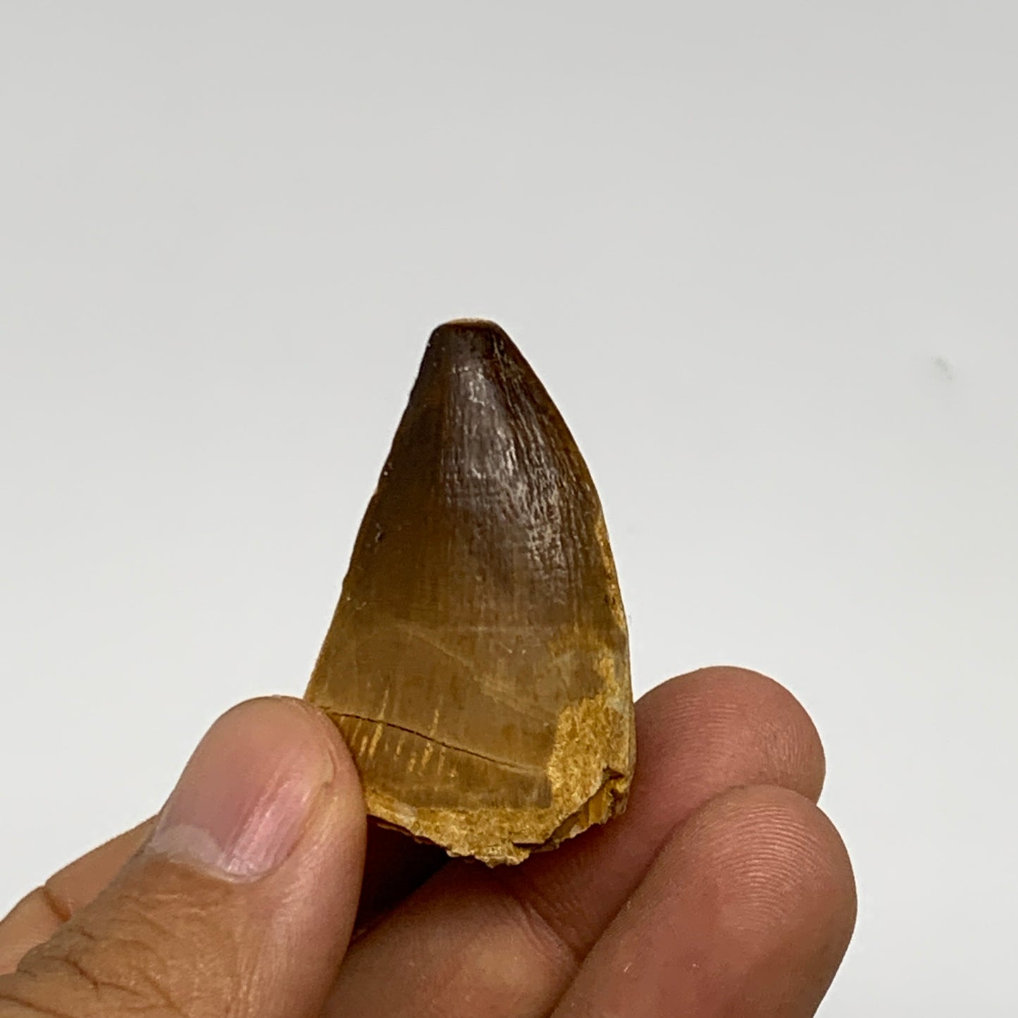 16.8g,1.5"X1"x0.8" Fossil Mosasaur Tooth reptiles, Cretaceous @Morocco, B23770