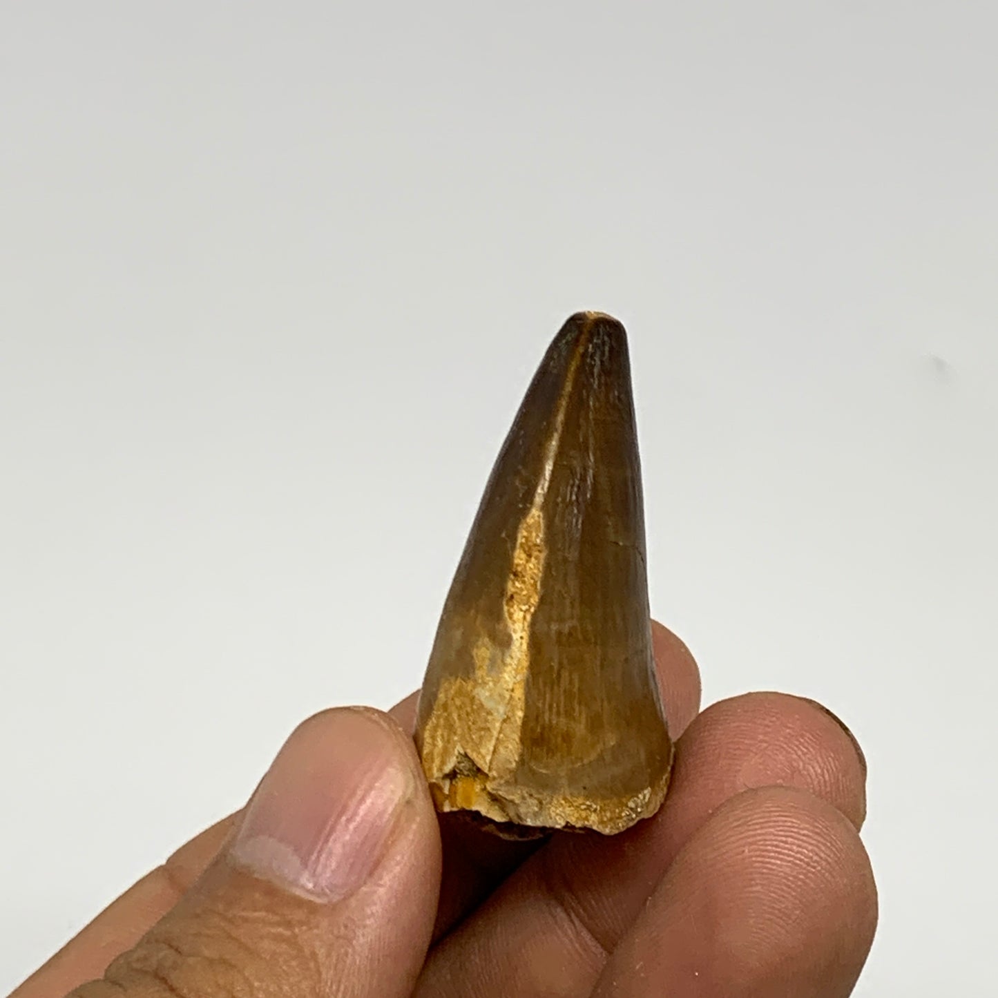16.8g,1.5"X1"x0.8" Fossil Mosasaur Tooth reptiles, Cretaceous @Morocco, B23770