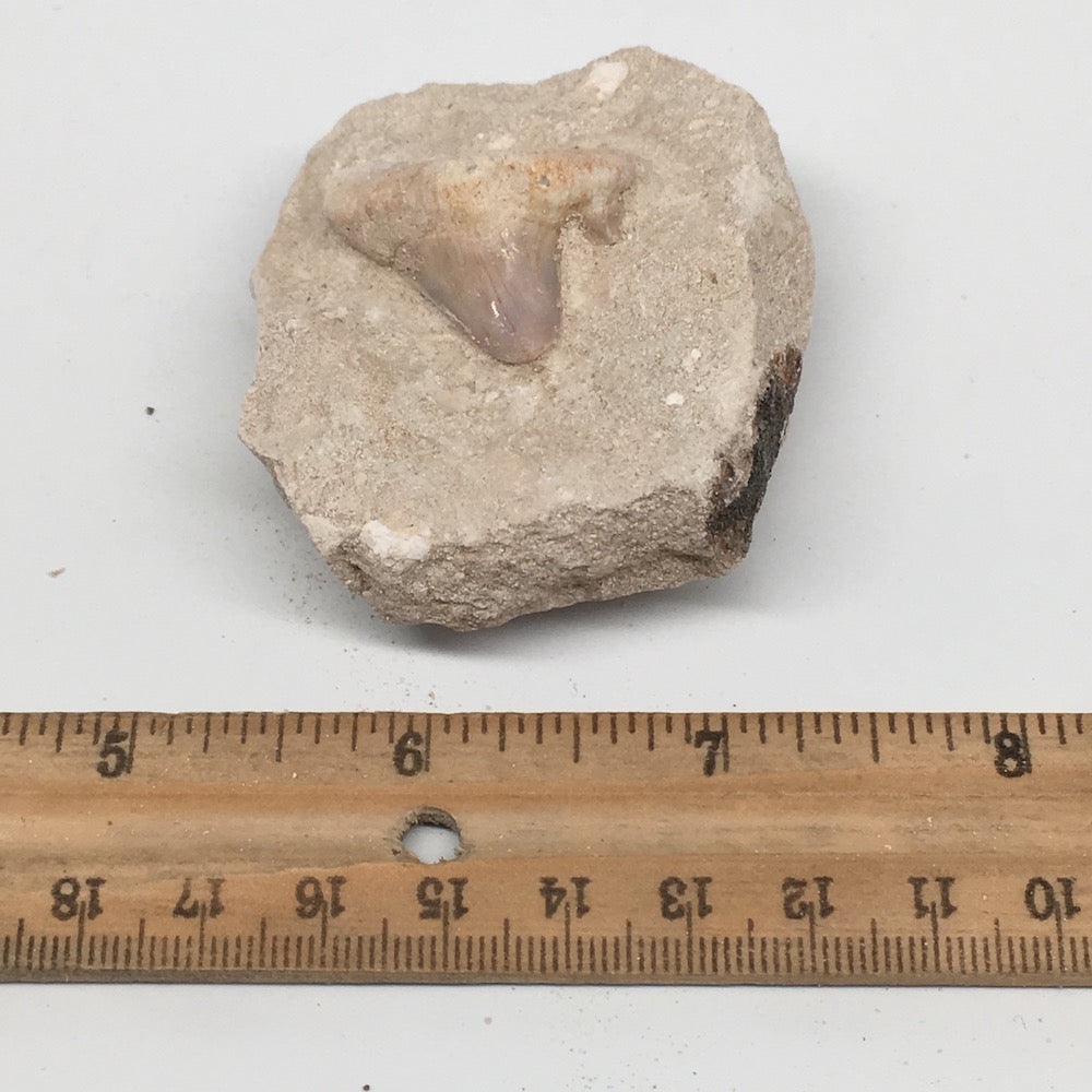 82.4g,2.4"X2"x1.2"Otodus Fossil Shark Tooth Mounted on Matrix @Morocco,MF1997