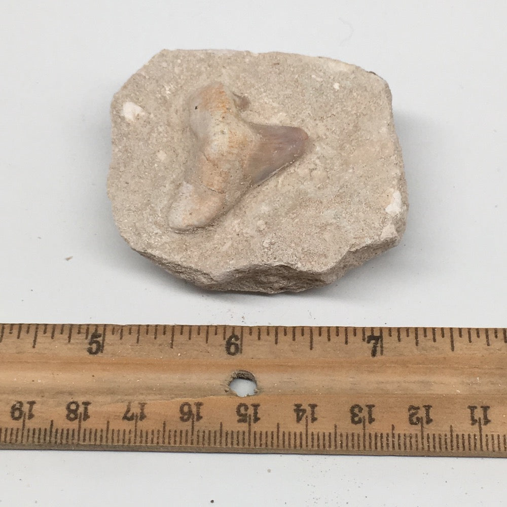 82.4g,2.4"X2"x1.2"Otodus Fossil Shark Tooth Mounted on Matrix @Morocco,MF1997