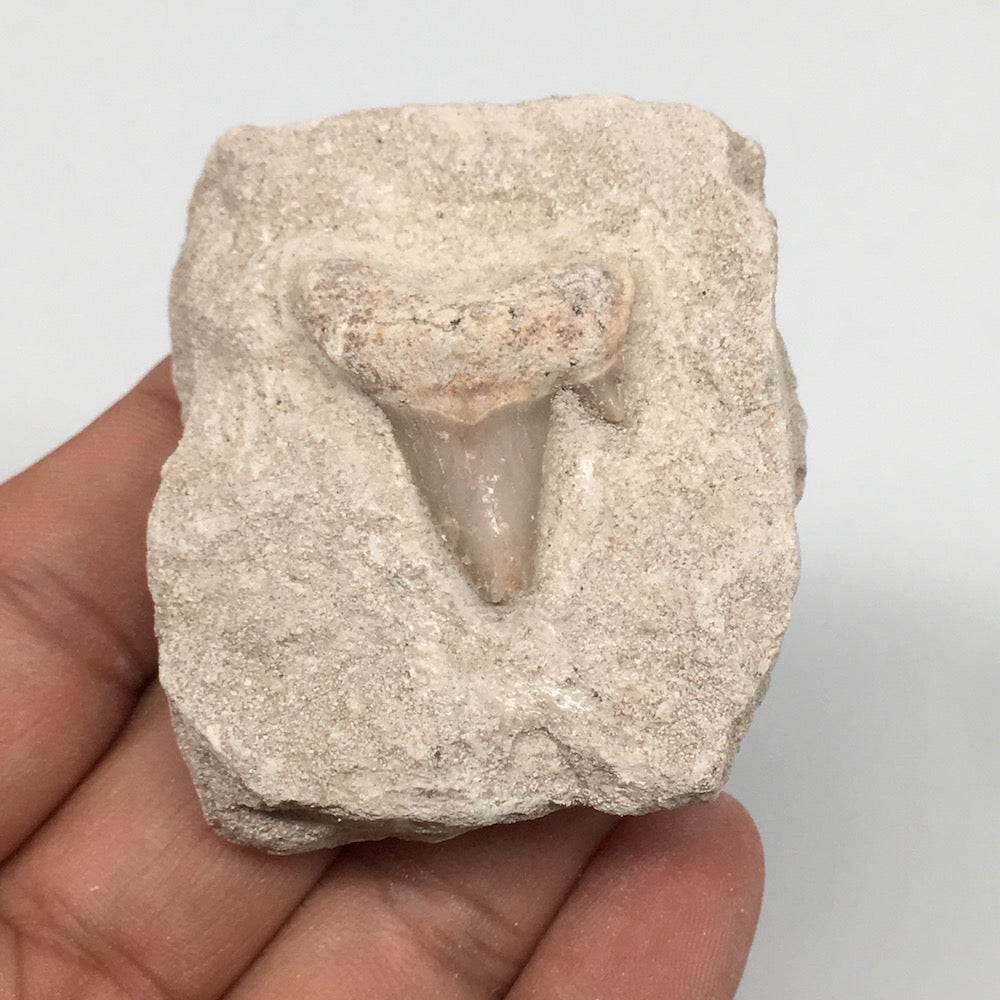 77.3g,2"X1.8"x1.1"Otodus Fossil Shark Tooth Mounted on Matrix @Morocco,MF2000