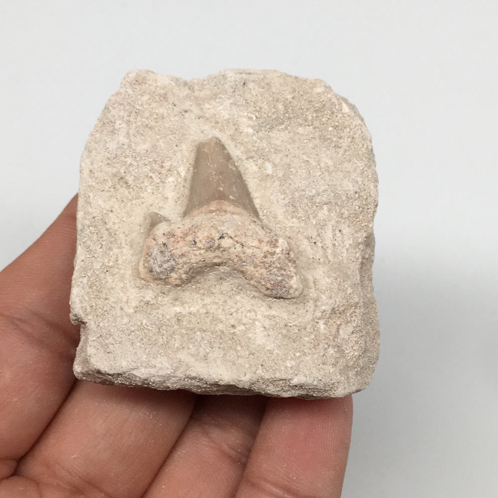 77.3g,2"X1.8"x1.1"Otodus Fossil Shark Tooth Mounted on Matrix @Morocco,MF2000