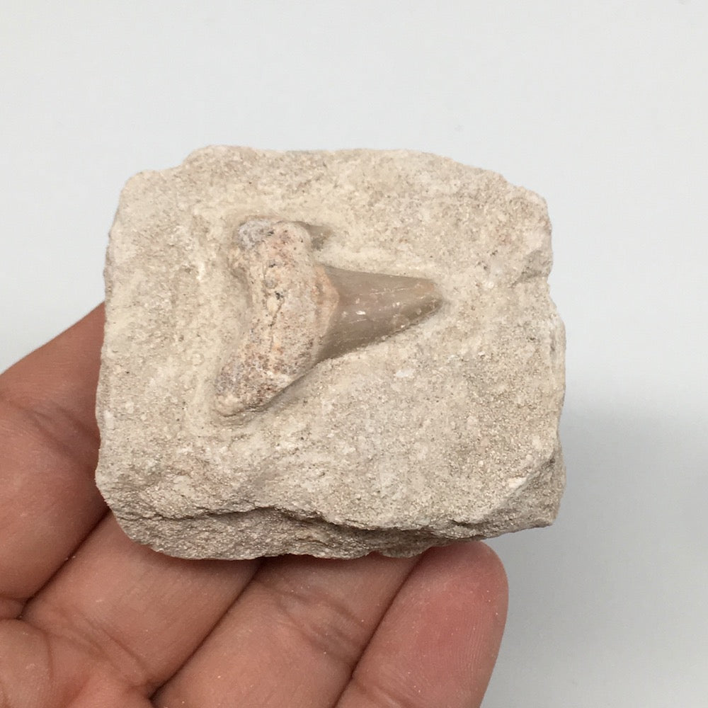 77.3g,2"X1.8"x1.1"Otodus Fossil Shark Tooth Mounted on Matrix @Morocco,MF2000