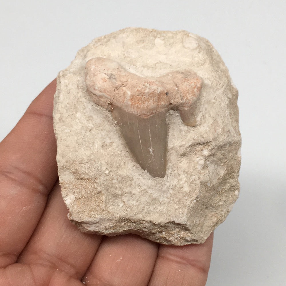 86.4g,2.3"X2.1"x1.4"Otodus Fossil Shark Tooth Mounted on Matrix @Morocco,MF2001