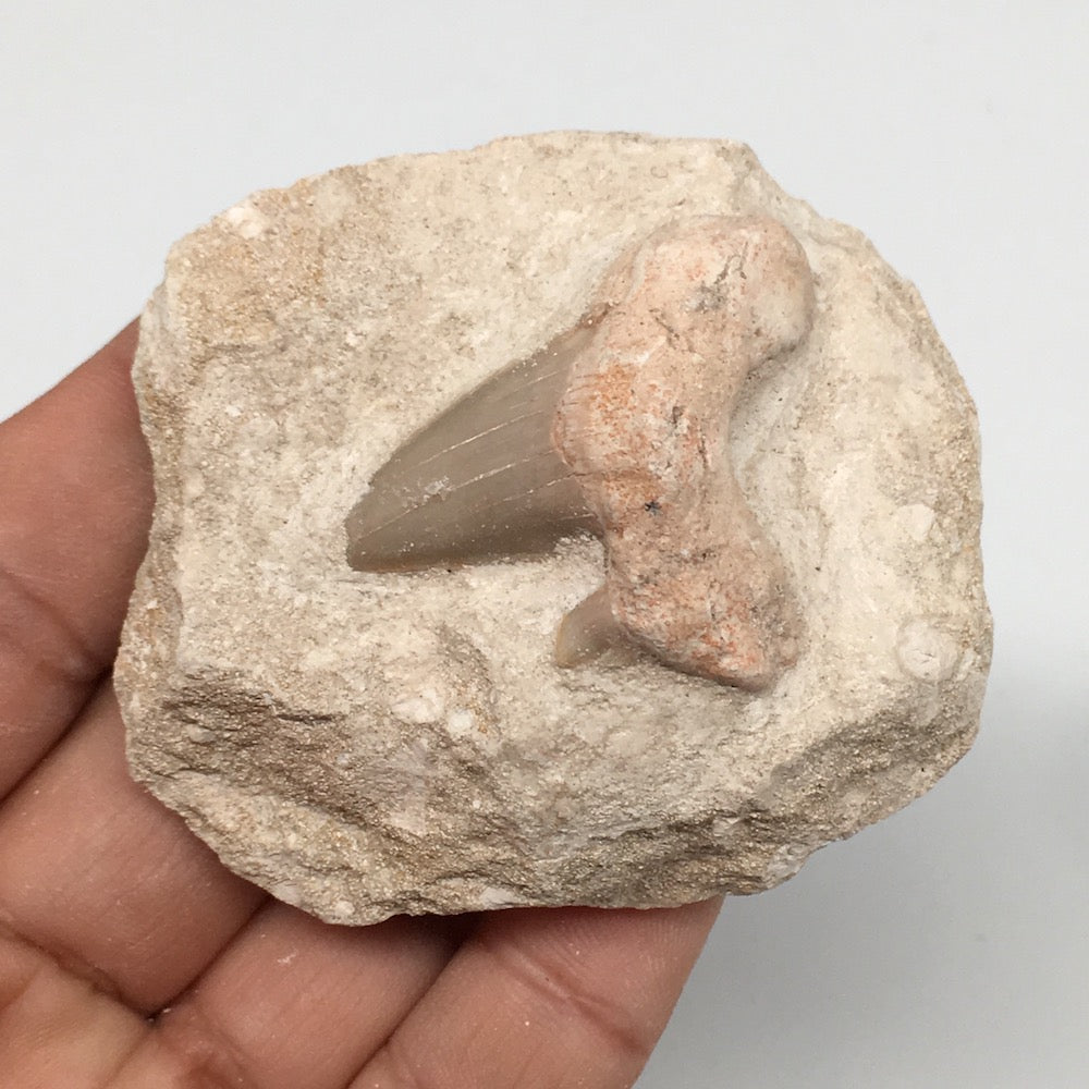 86.4g,2.3"X2.1"x1.4"Otodus Fossil Shark Tooth Mounted on Matrix @Morocco,MF2001