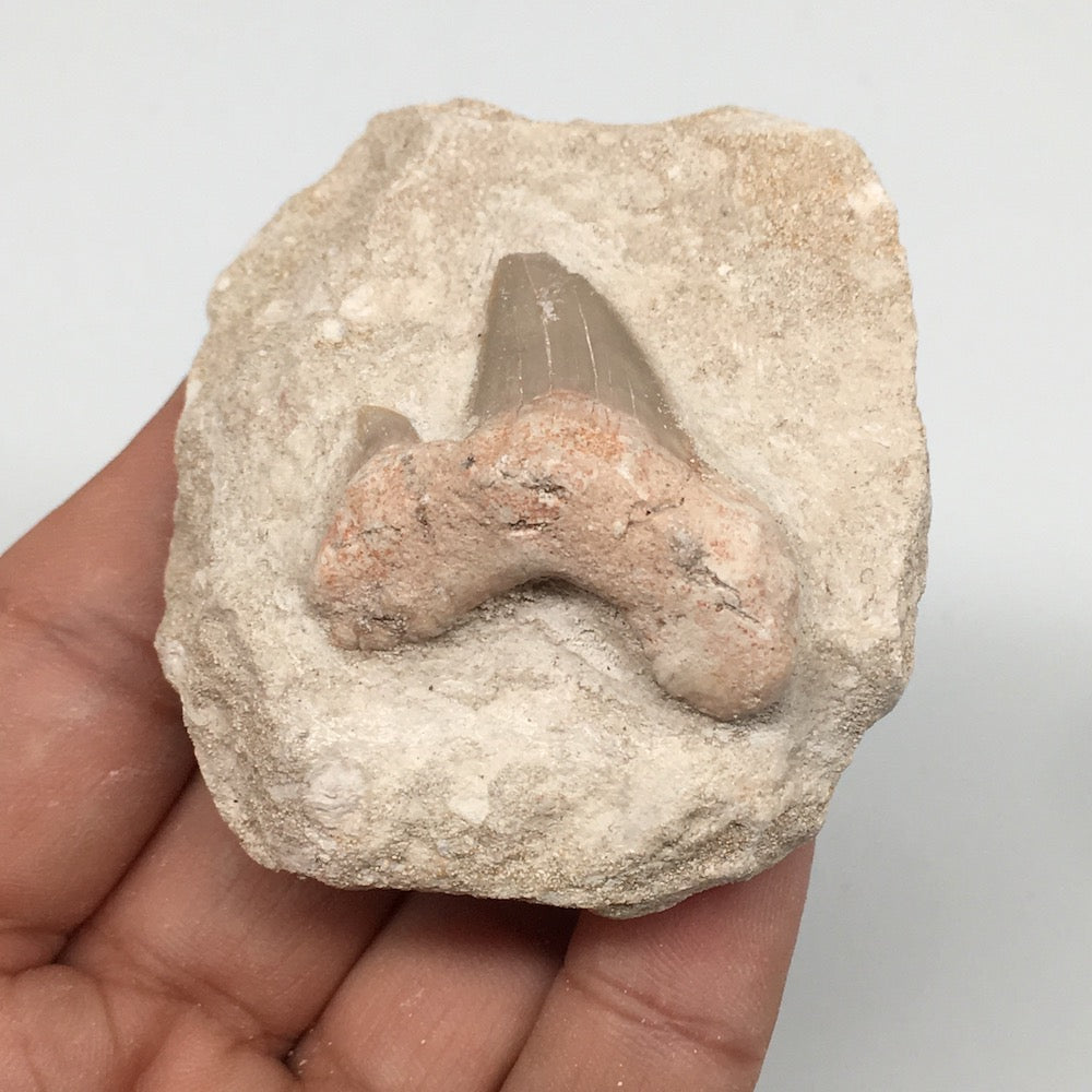 86.4g,2.3"X2.1"x1.4"Otodus Fossil Shark Tooth Mounted on Matrix @Morocco,MF2001