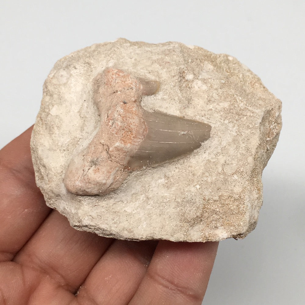 86.4g,2.3"X2.1"x1.4"Otodus Fossil Shark Tooth Mounted on Matrix @Morocco,MF2001