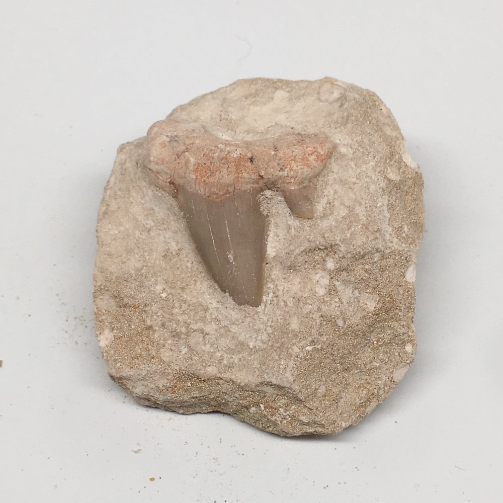 86.4g,2.3"X2.1"x1.4"Otodus Fossil Shark Tooth Mounted on Matrix @Morocco,MF2001