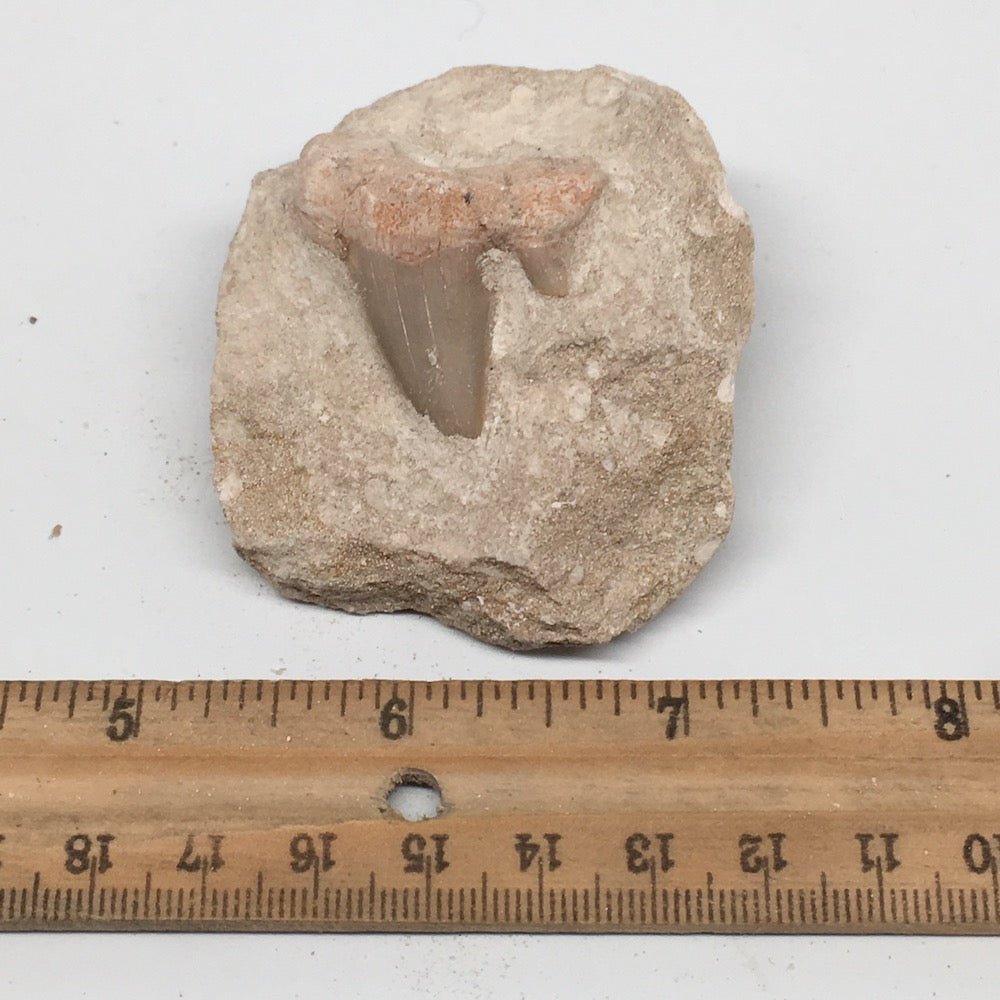 86.4g,2.3"X2.1"x1.4"Otodus Fossil Shark Tooth Mounted on Matrix @Morocco,MF2001