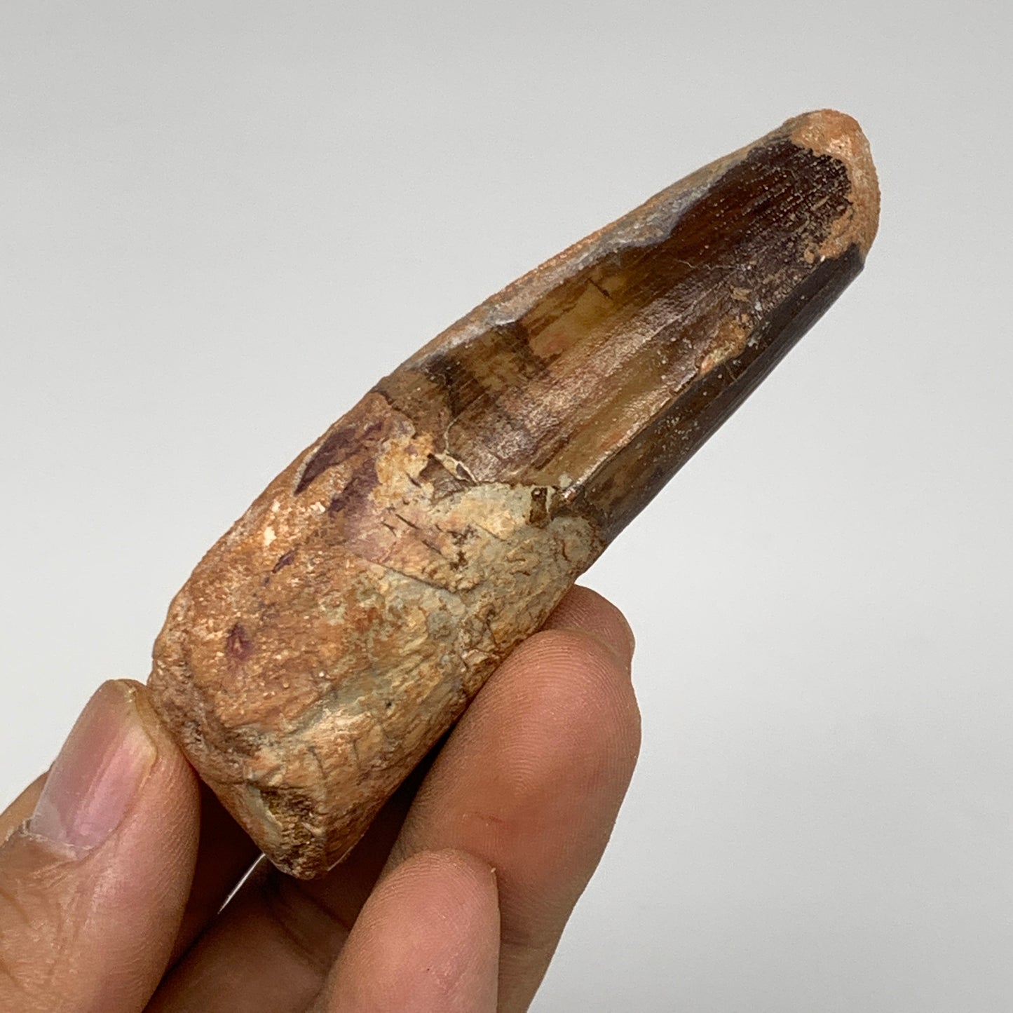 52.5g, 3.1"X1.1"x 0.9", Rare Natural Fossils Spinosaurus Tooth from Morocco, F32