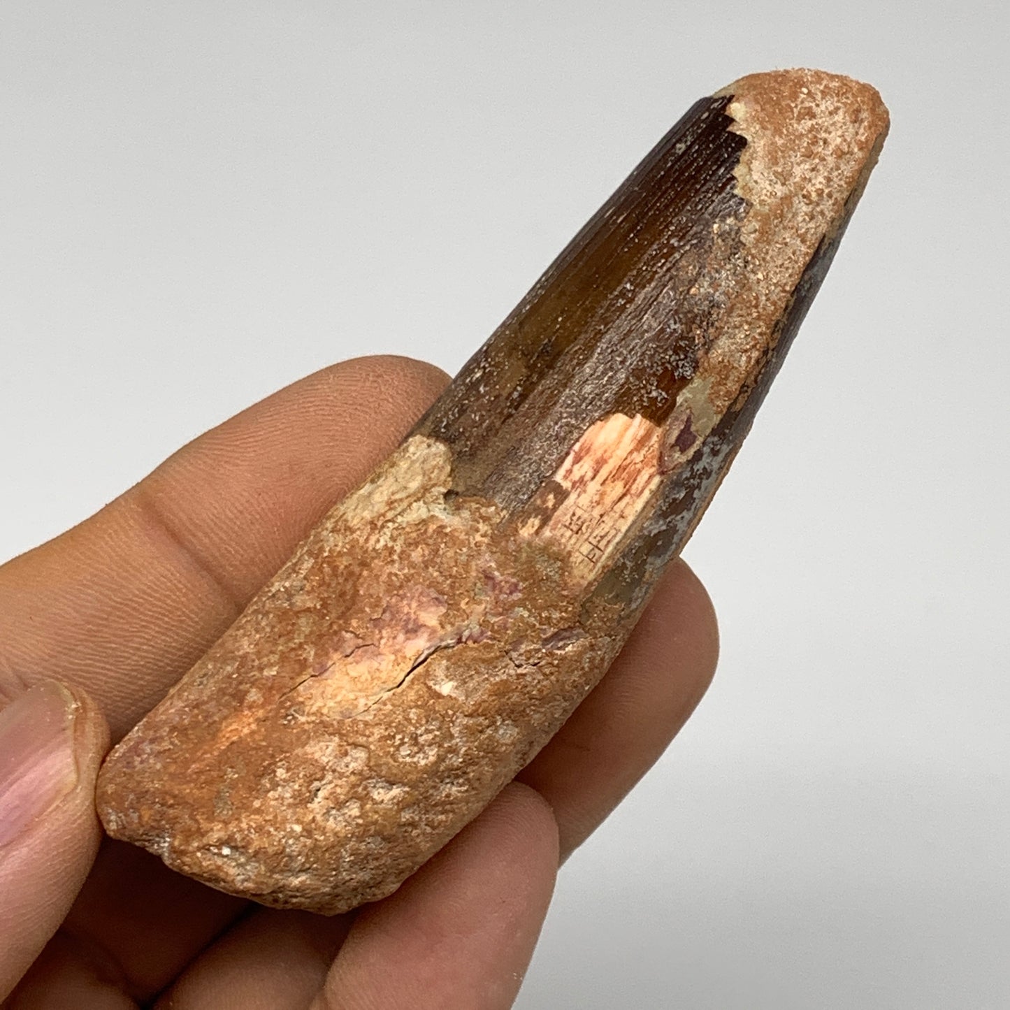 52.5g, 3.1"X1.1"x 0.9", Rare Natural Fossils Spinosaurus Tooth from Morocco, F32