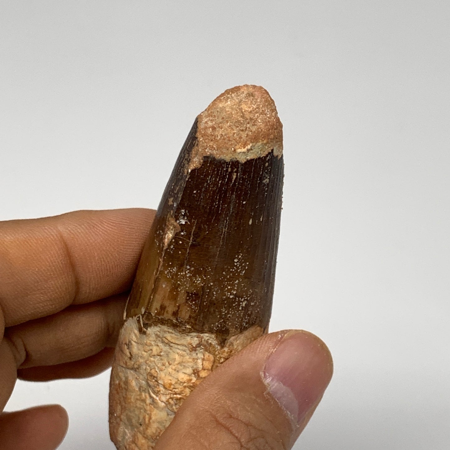 52.5g, 3.1"X1.1"x 0.9", Rare Natural Fossils Spinosaurus Tooth from Morocco, F32