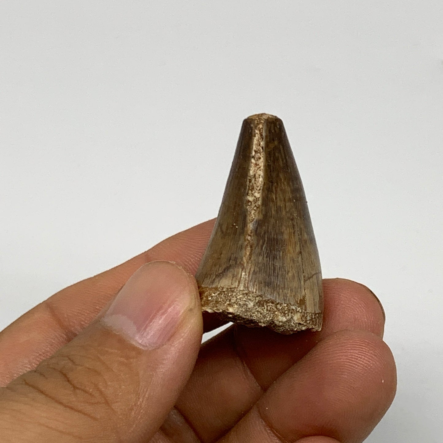 16.9g,1.4"X1"x0.8" Fossil Mosasaur Tooth reptiles, Cretaceous @Morocco, B23774