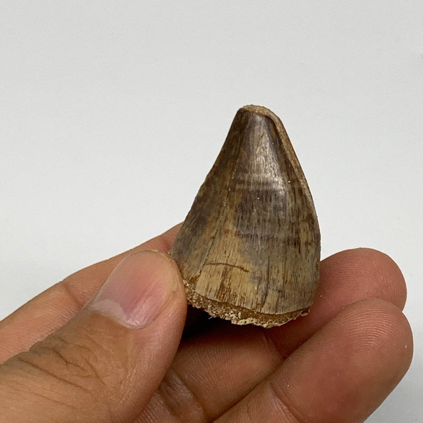 16.9g,1.4"X1"x0.8" Fossil Mosasaur Tooth reptiles, Cretaceous @Morocco, B23774