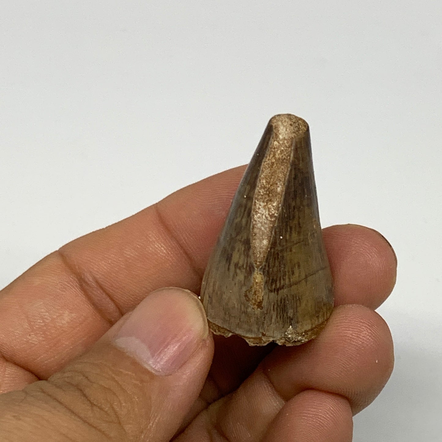 16.9g,1.4"X1"x0.8" Fossil Mosasaur Tooth reptiles, Cretaceous @Morocco, B23774