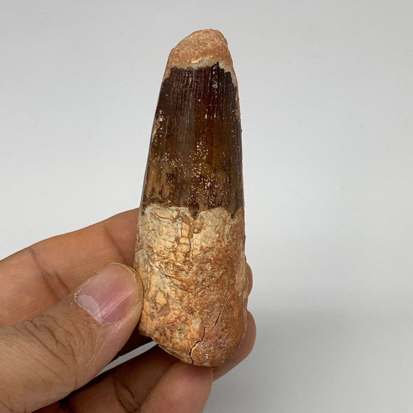 52.5g, 3.1"X1.1"x 0.9", Rare Natural Fossils Spinosaurus Tooth from Morocco, F32