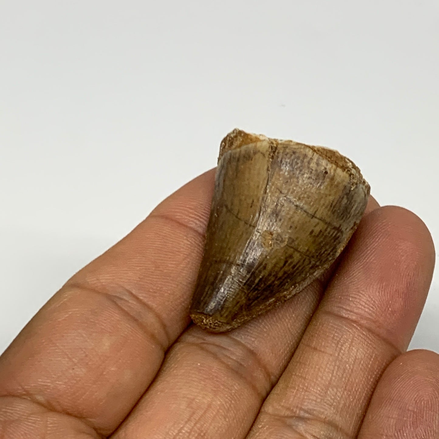 16.9g,1.4"X1"x0.8" Fossil Mosasaur Tooth reptiles, Cretaceous @Morocco, B23774