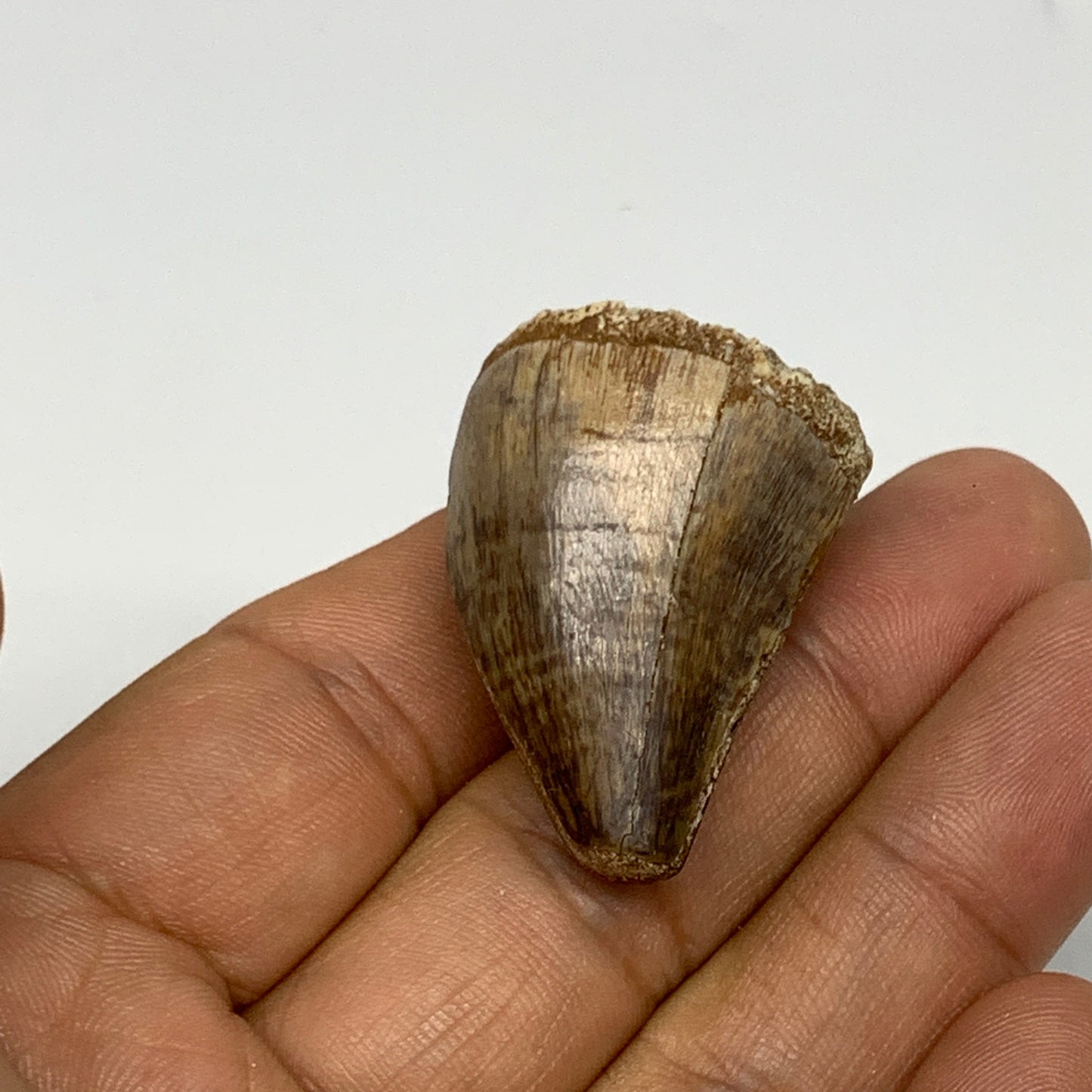 16.9g,1.4"X1"x0.8" Fossil Mosasaur Tooth reptiles, Cretaceous @Morocco, B23774