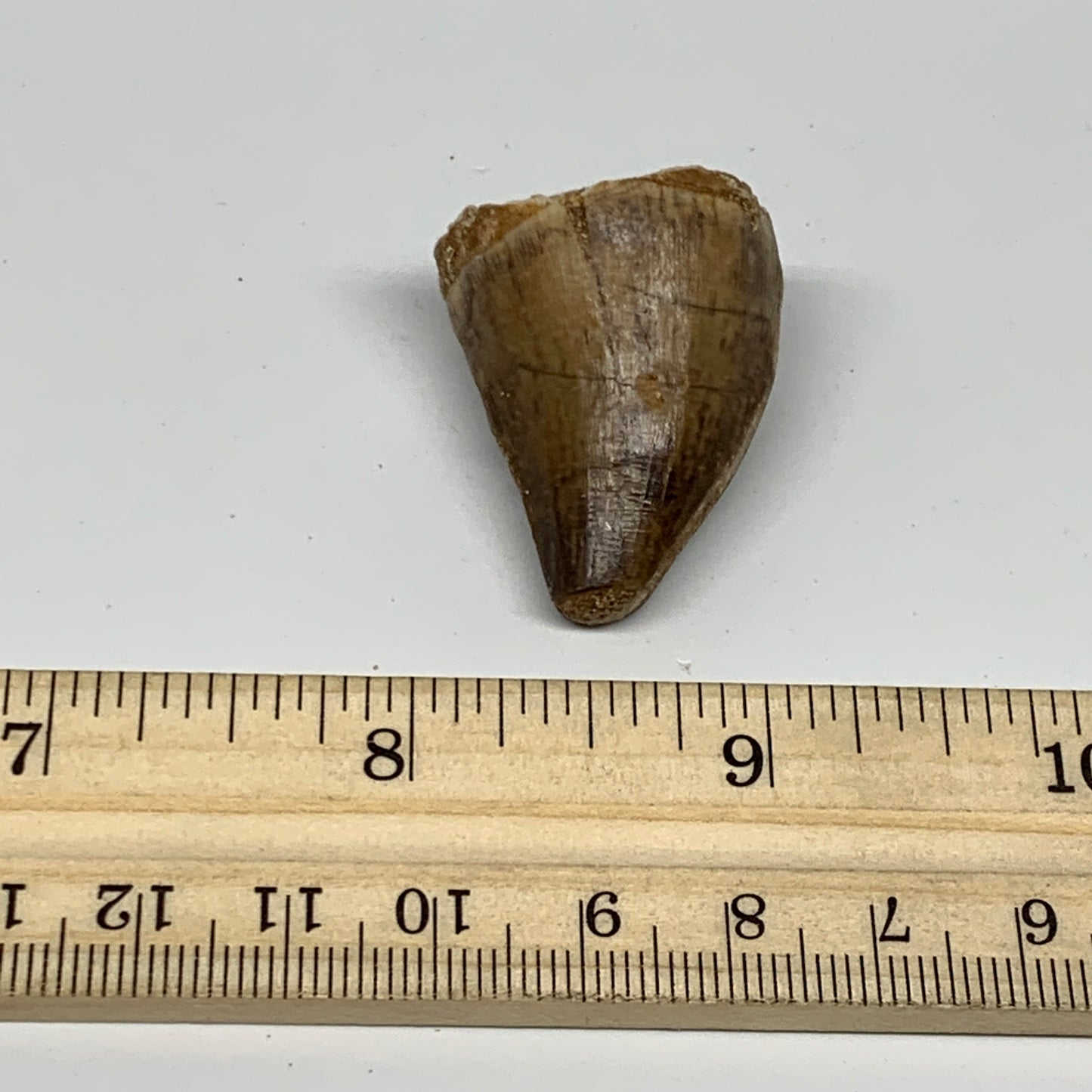 16.9g,1.4"X1"x0.8" Fossil Mosasaur Tooth reptiles, Cretaceous @Morocco, B23774