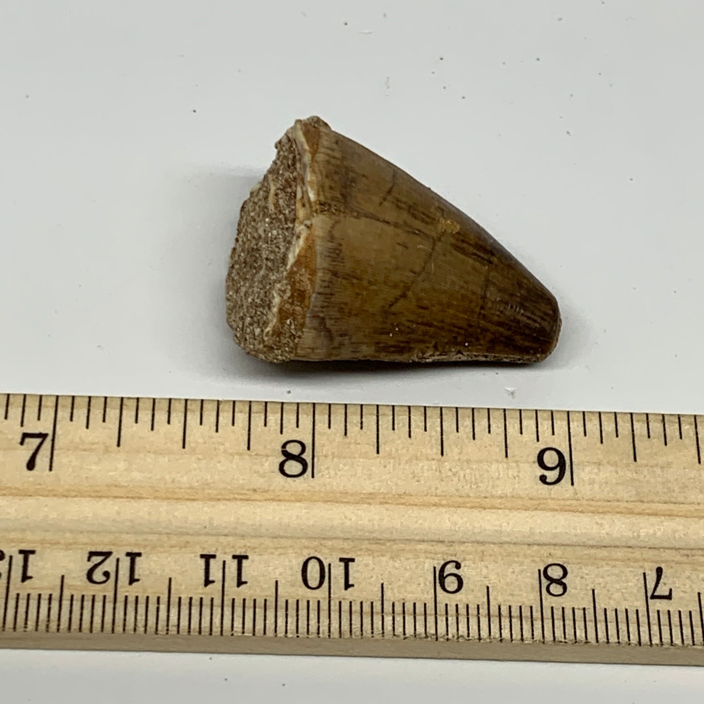 16.9g,1.4"X1"x0.8" Fossil Mosasaur Tooth reptiles, Cretaceous @Morocco, B23774