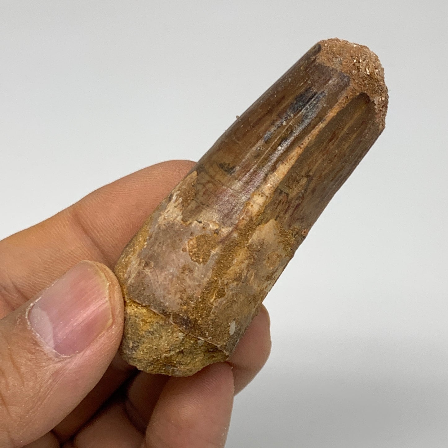 48.1g, 2.5"X1.2"x 1", Rare Natural Fossils Spinosaurus Tooth from Morocco, F3230