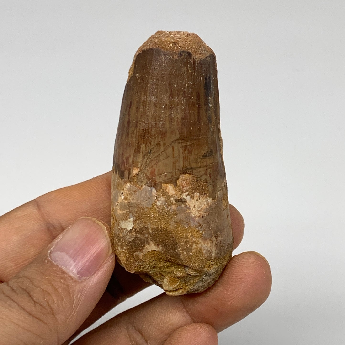 48.1g, 2.5"X1.2"x 1", Rare Natural Fossils Spinosaurus Tooth from Morocco, F3230