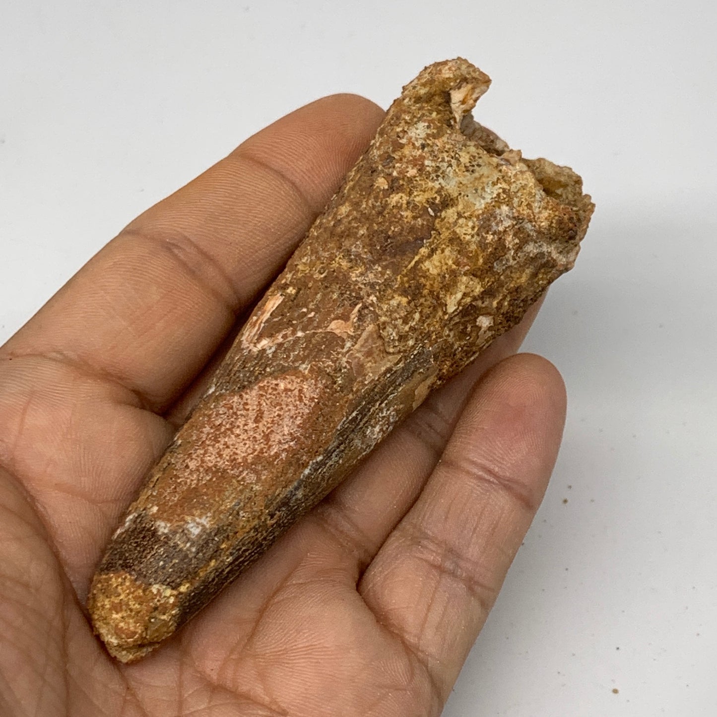 57.7g, 3.7"X1.3"x 1", Rare Natural Fossils Spinosaurus Tooth from Morocco, F3231