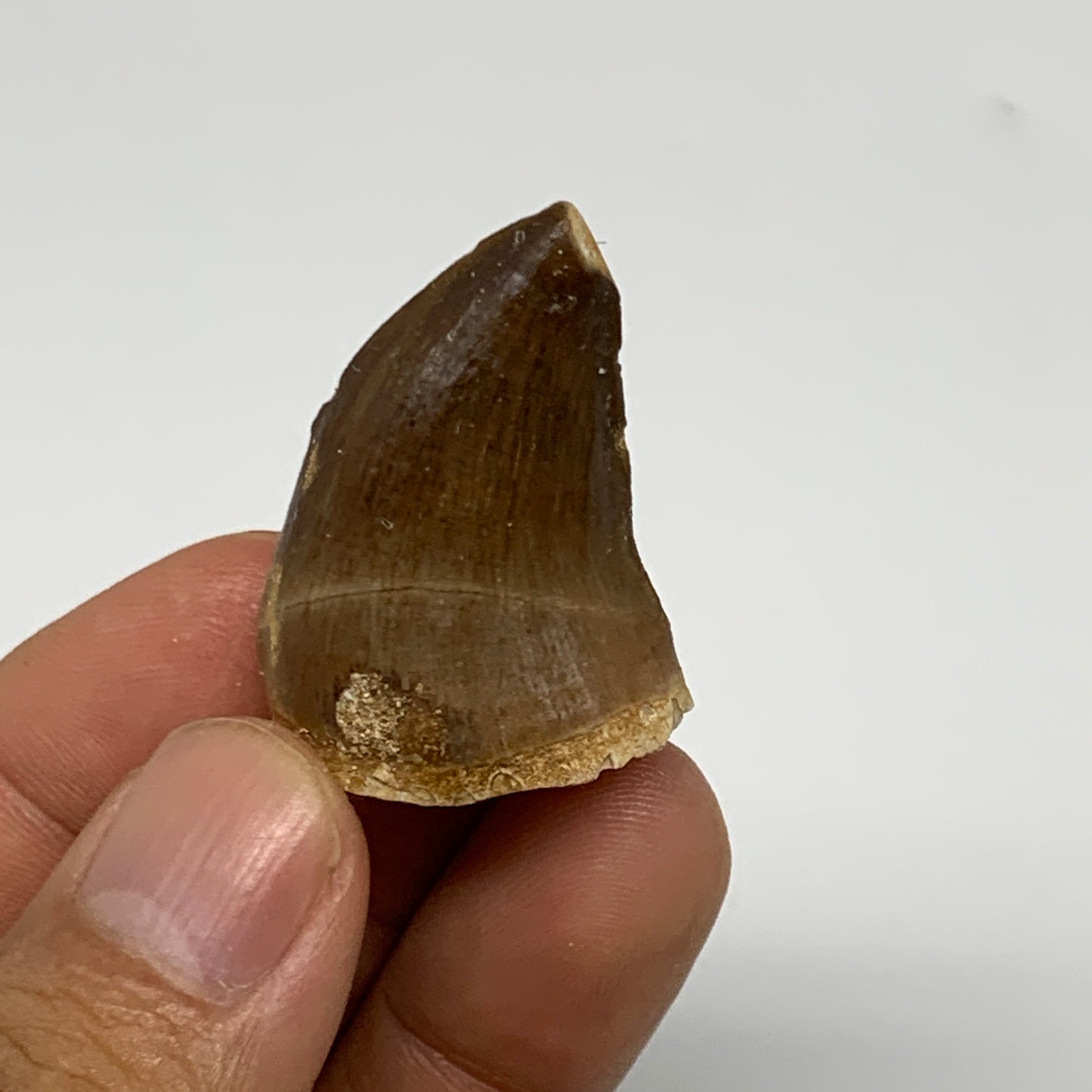 12.6g,1.5"X1"x0.7" Fossil Mosasaur Tooth reptiles, Cretaceous @Morocco, B23778