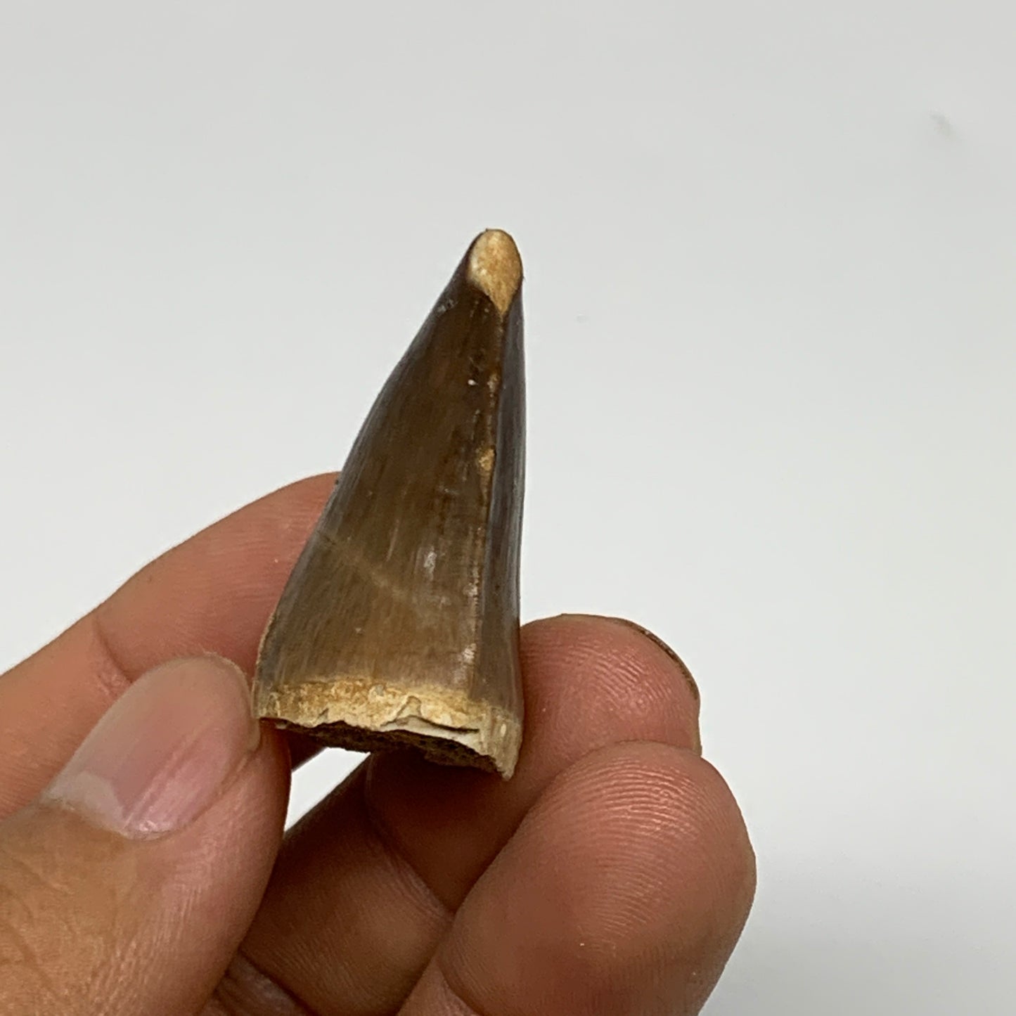 12.6g,1.5"X1"x0.7" Fossil Mosasaur Tooth reptiles, Cretaceous @Morocco, B23778