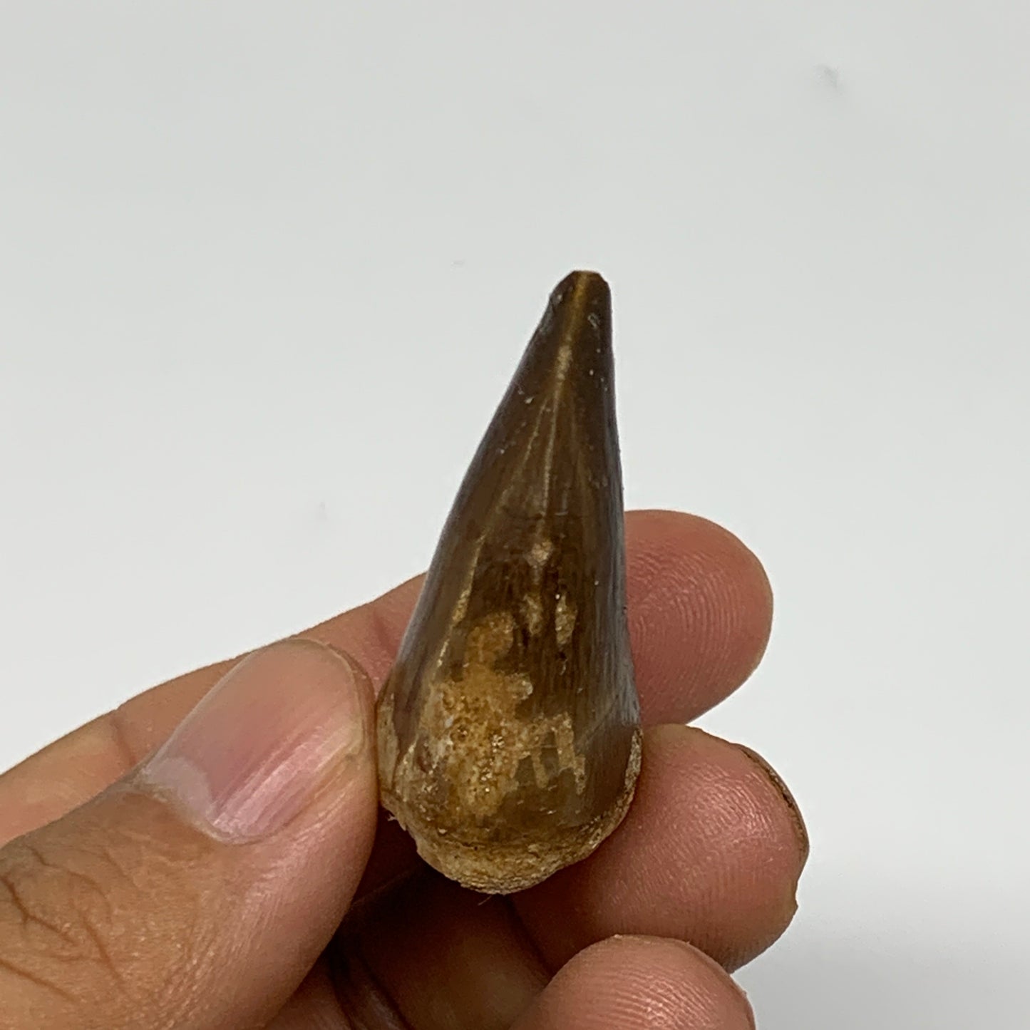 12.6g,1.5"X1"x0.7" Fossil Mosasaur Tooth reptiles, Cretaceous @Morocco, B23778