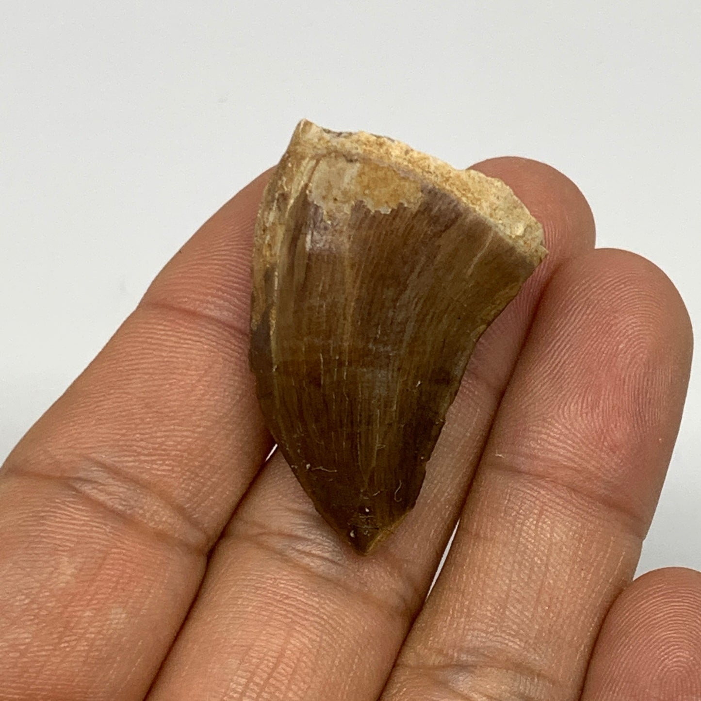 12.6g,1.5"X1"x0.7" Fossil Mosasaur Tooth reptiles, Cretaceous @Morocco, B23778