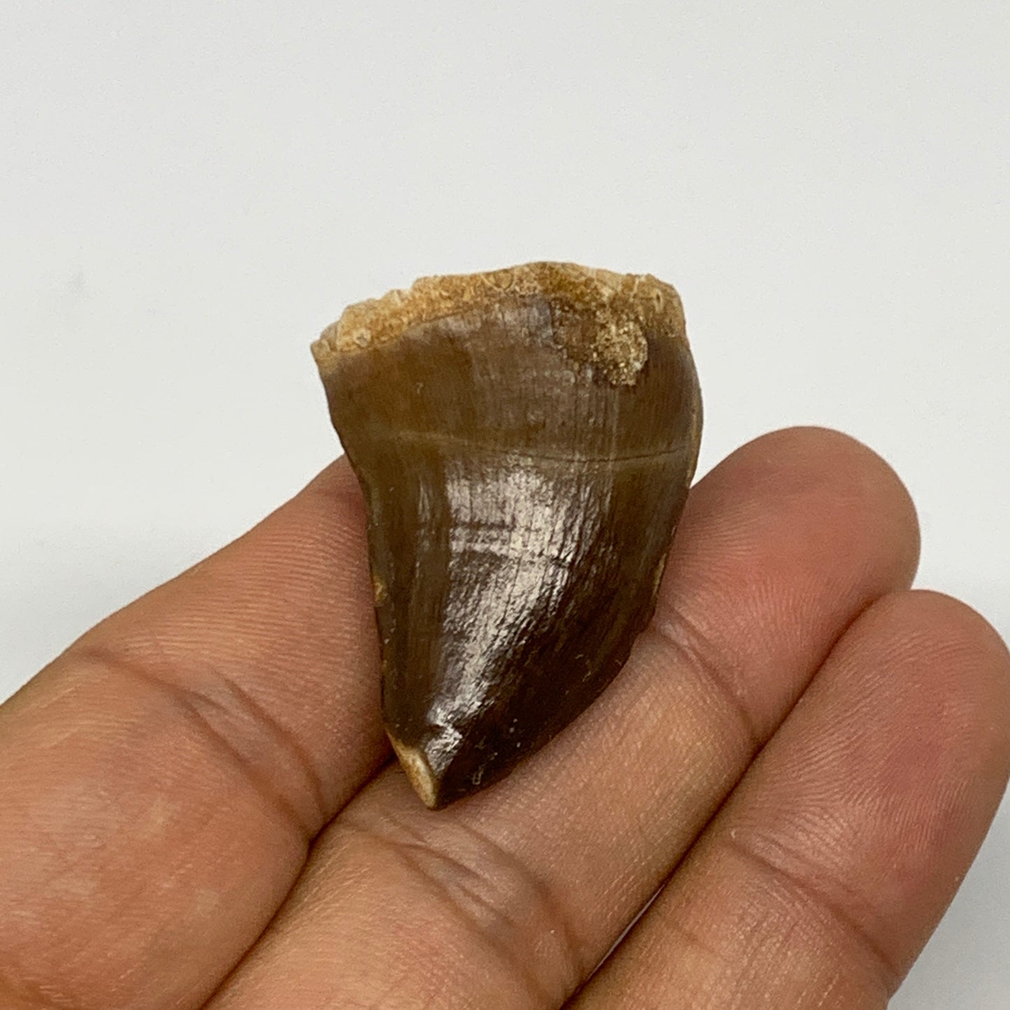 12.6g,1.5"X1"x0.7" Fossil Mosasaur Tooth reptiles, Cretaceous @Morocco, B23778