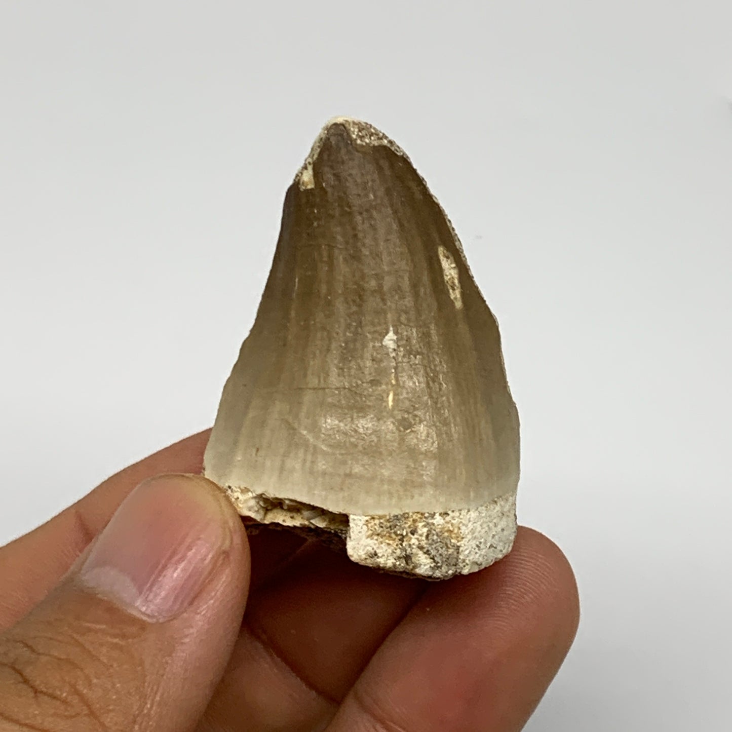 27.5g,1.8"X1.2"x0.9" Fossil Mosasaur Tooth reptiles, Cretaceous @Morocco, B23779