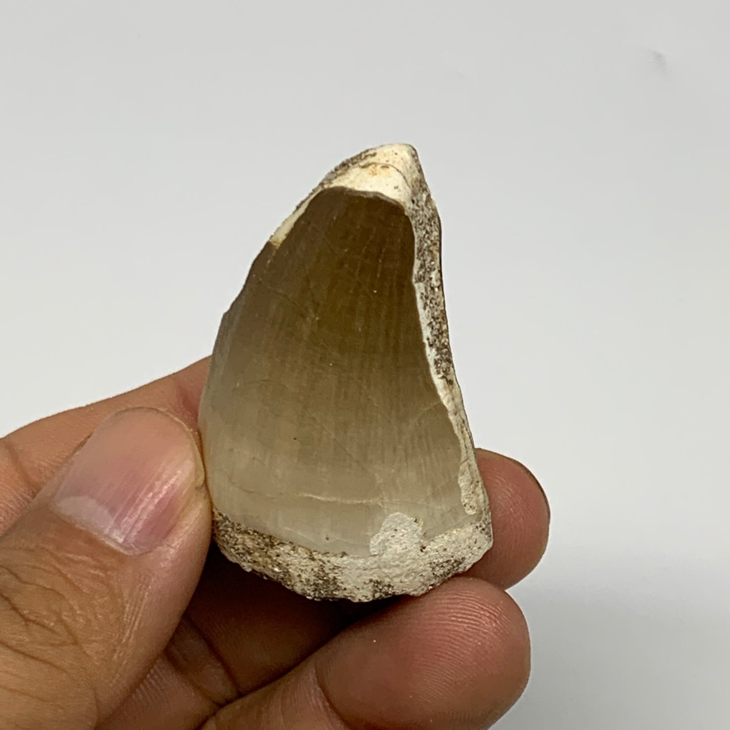 27.5g,1.8"X1.2"x0.9" Fossil Mosasaur Tooth reptiles, Cretaceous @Morocco, B23779